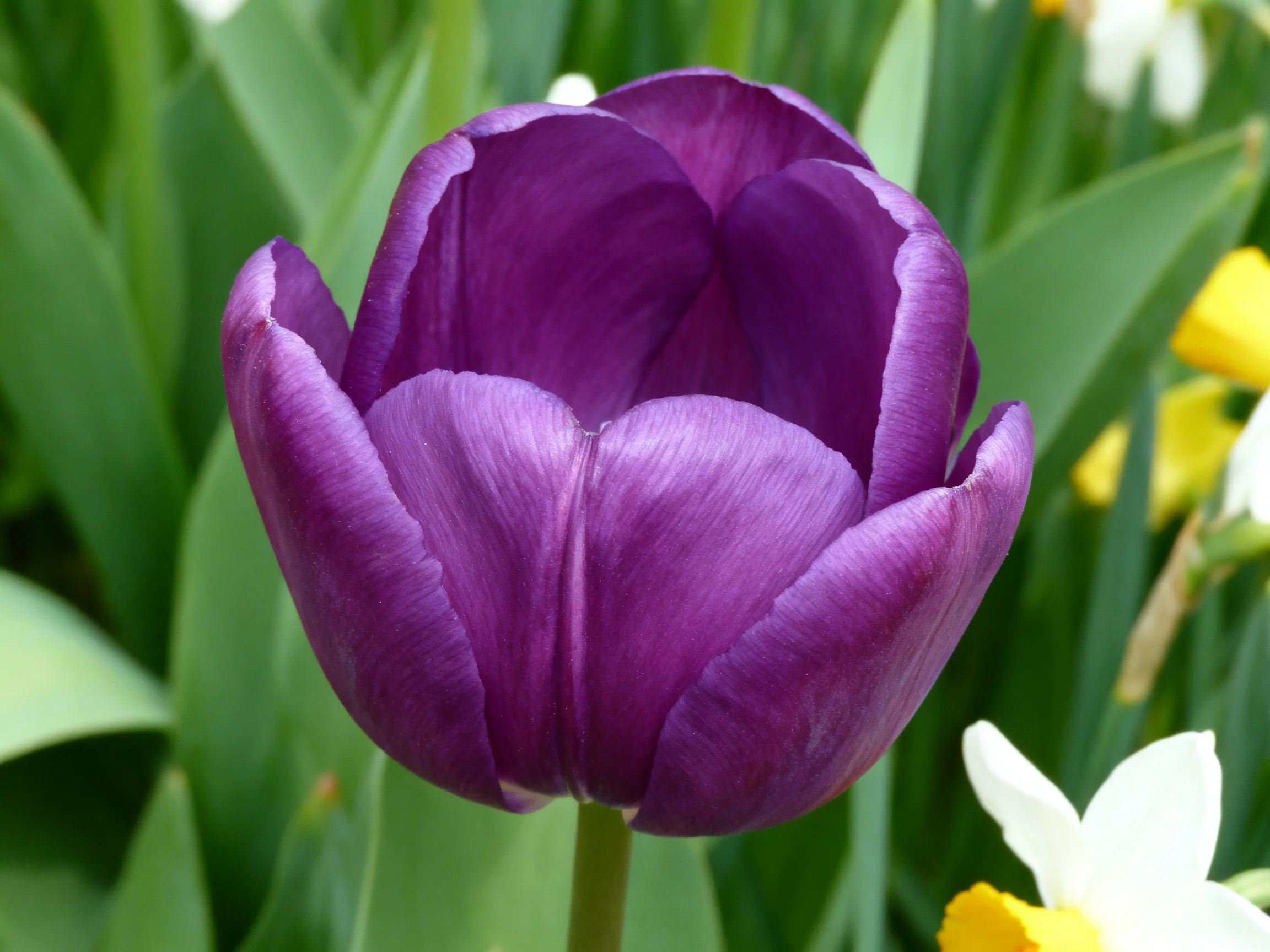 A vibrant purple tulip among green foliage and colorful adjacent flowers