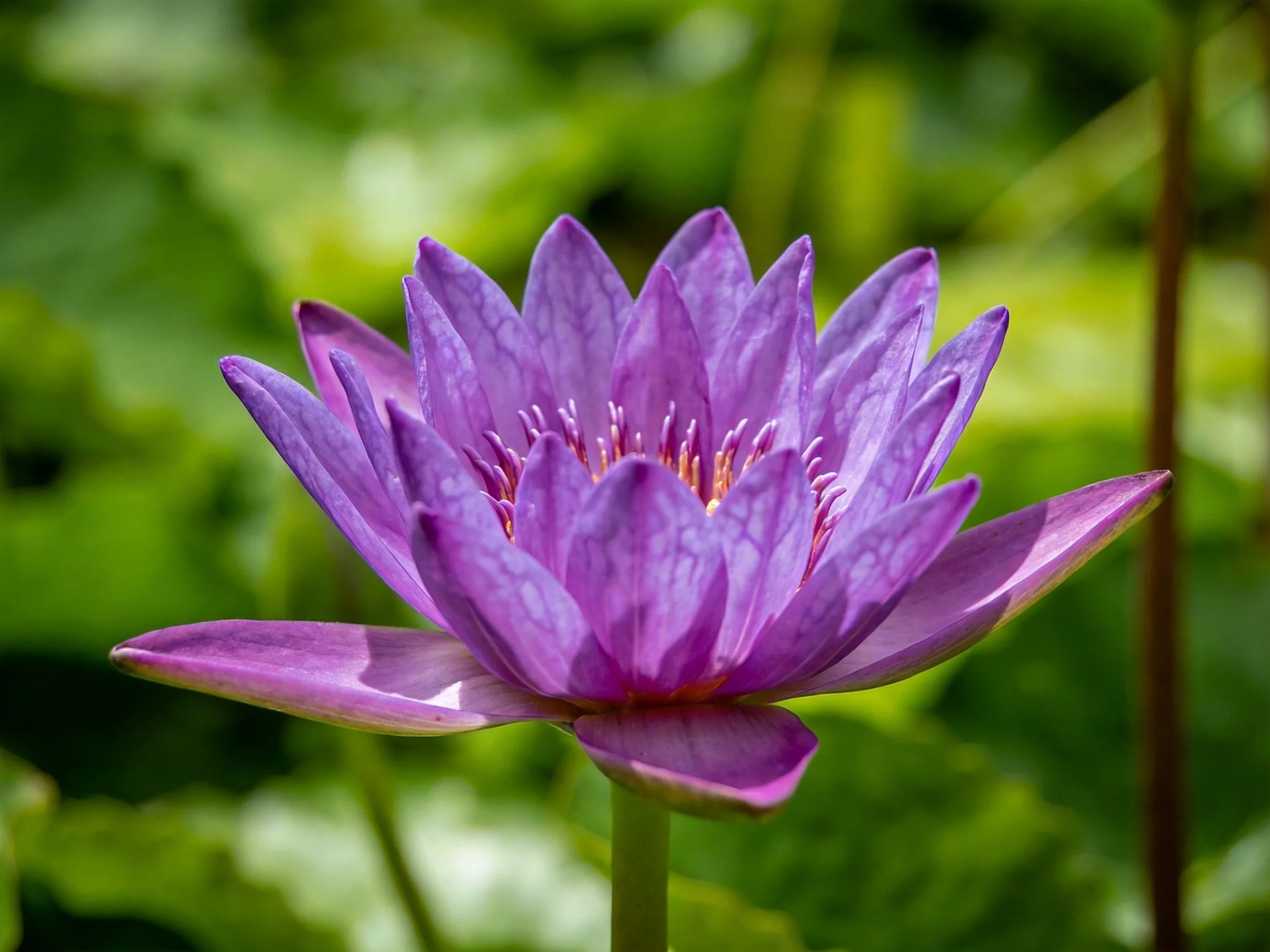 A vibrant purple water lily blooms amid lush green foliage