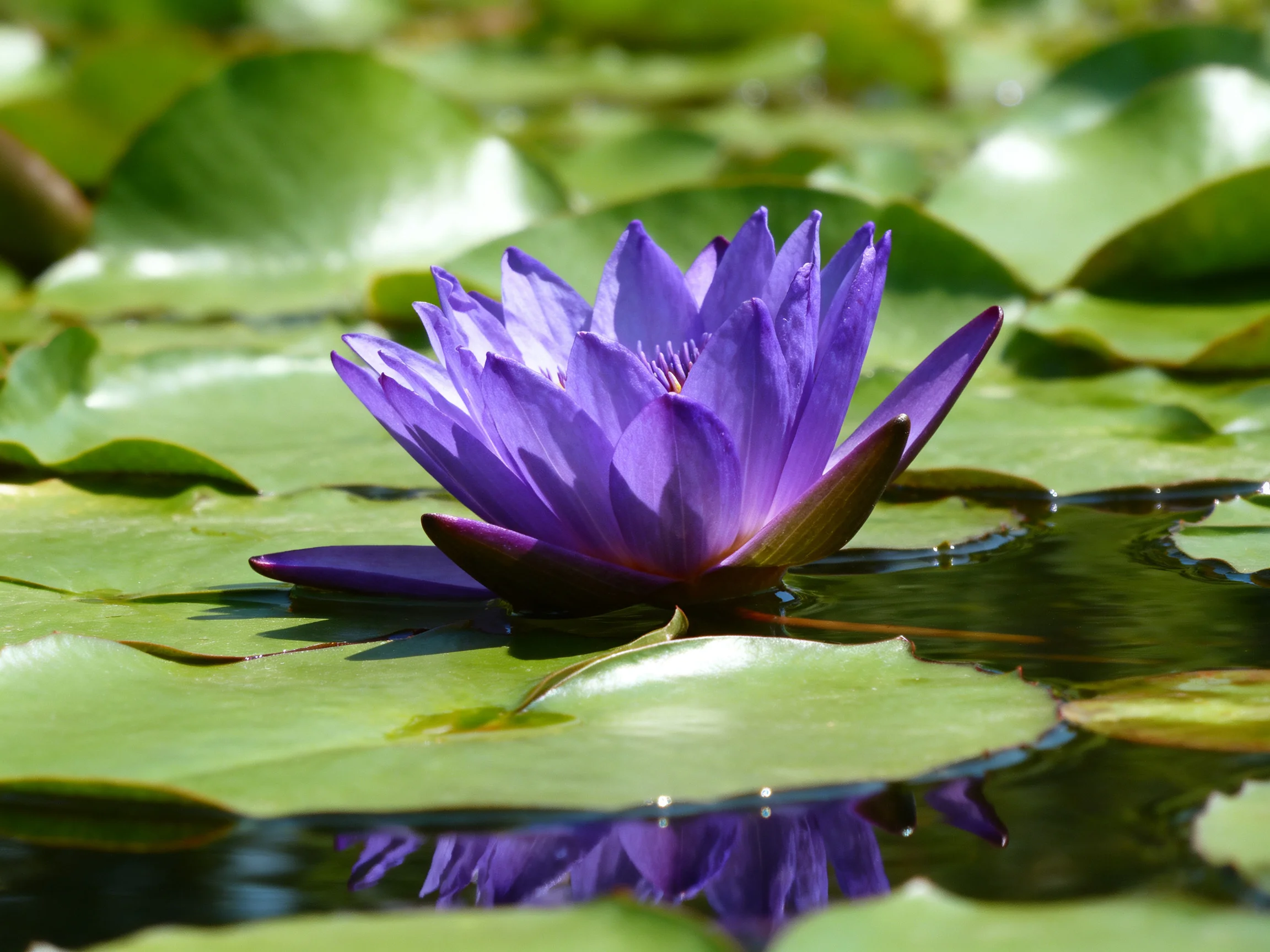 A vibrant purple water lily blooms amid lush green lily pads