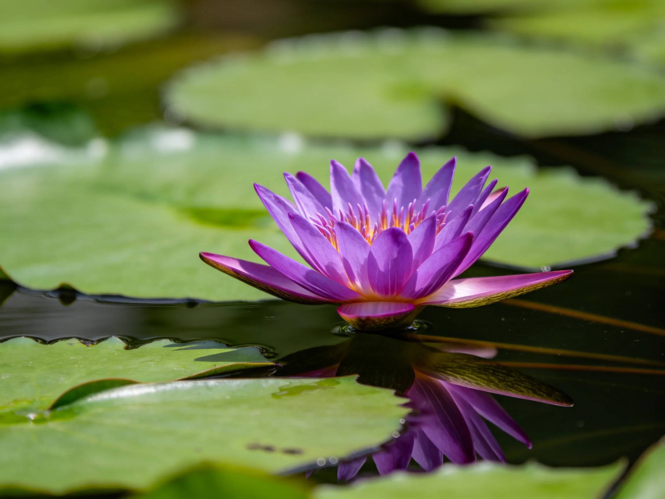 A vibrant purple water lily blooms among large green lily pads