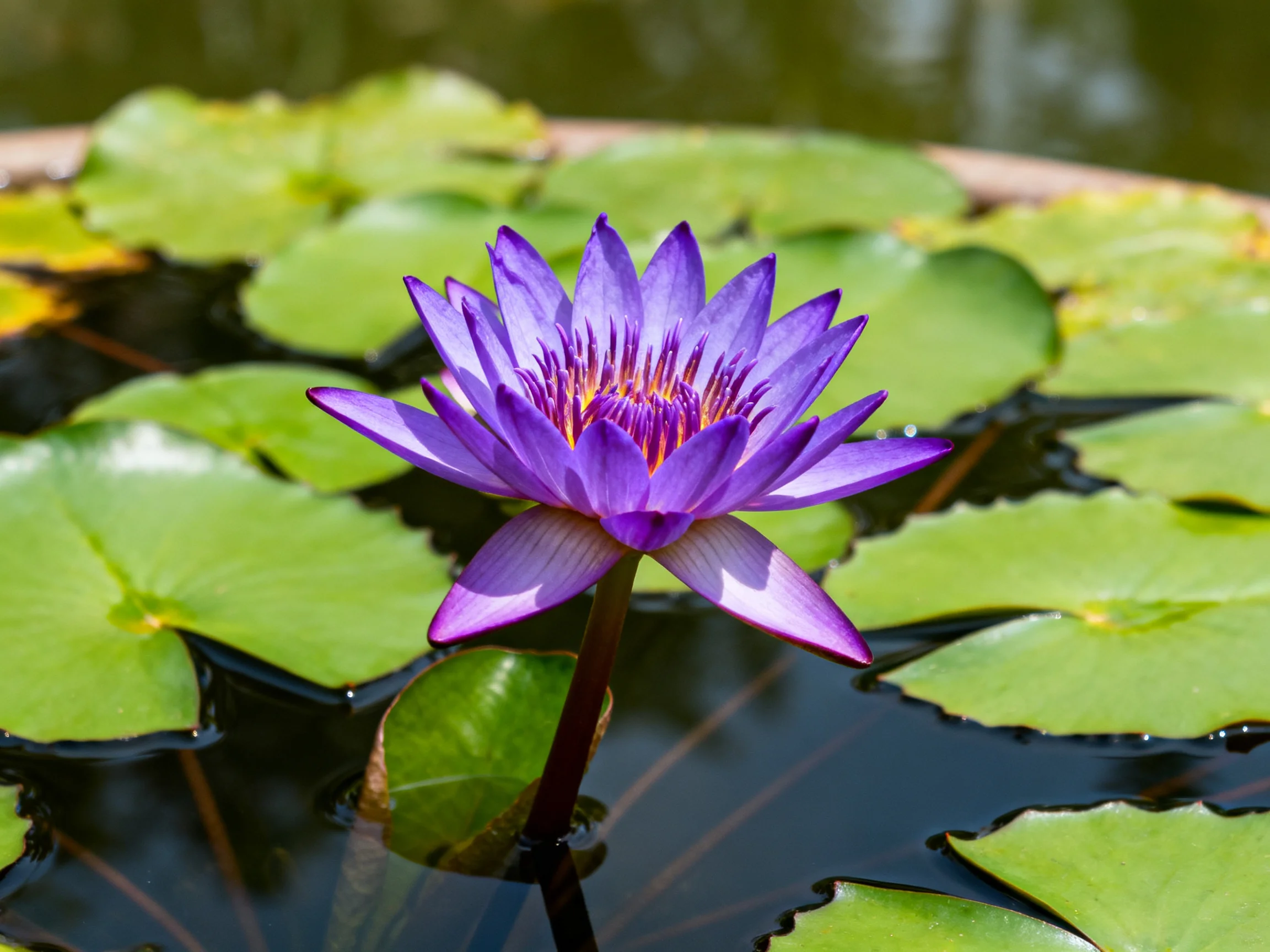 A vibrant purple water lily blooms among lush green lily pads