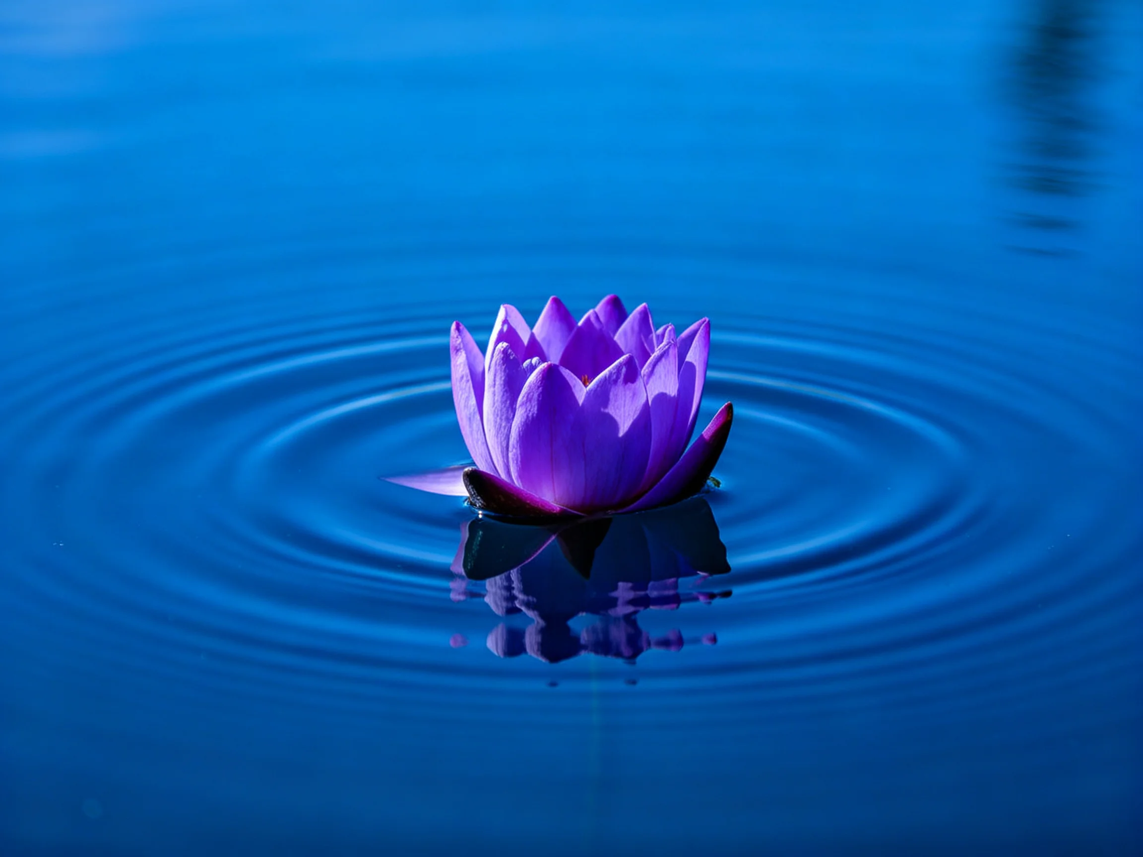 A vibrant purple water lily floats on calm blue waterwith concentric ripples