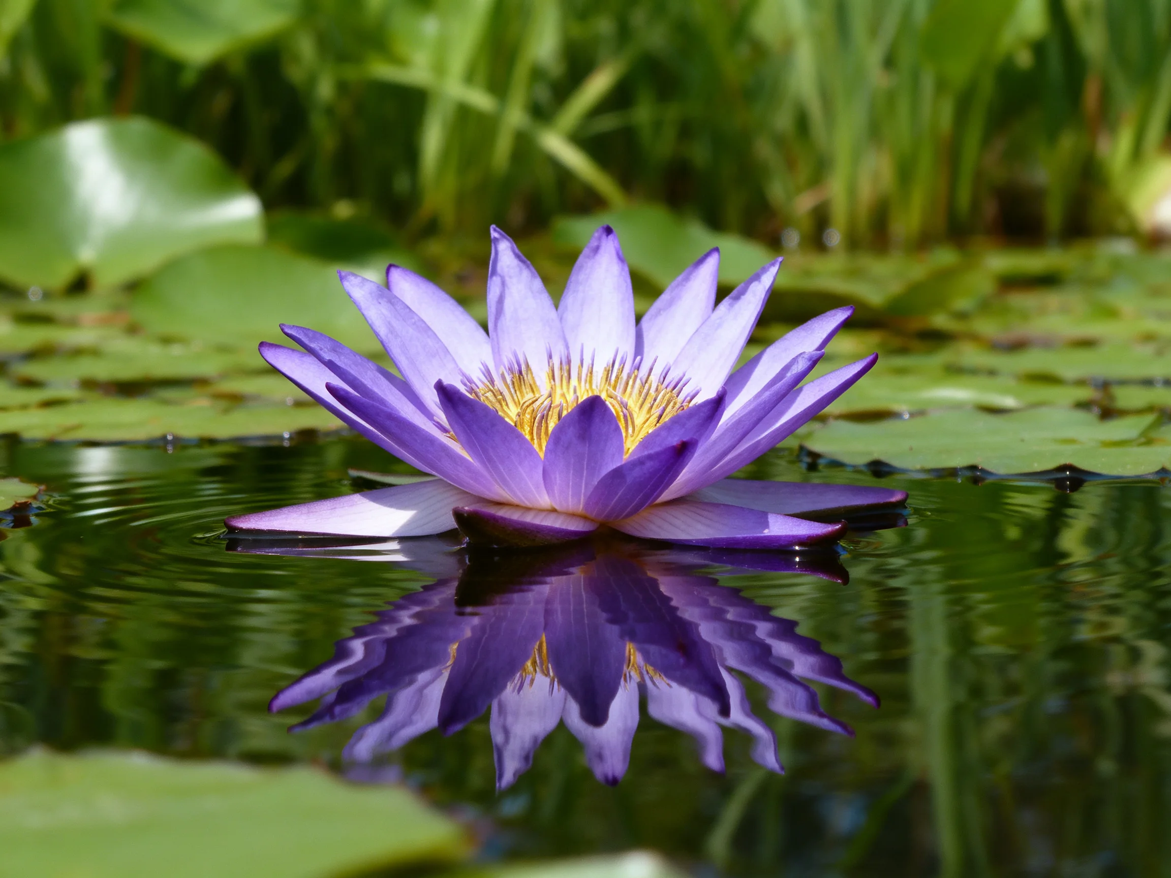 A vibrant purple water lily floats on calm water near green foliage