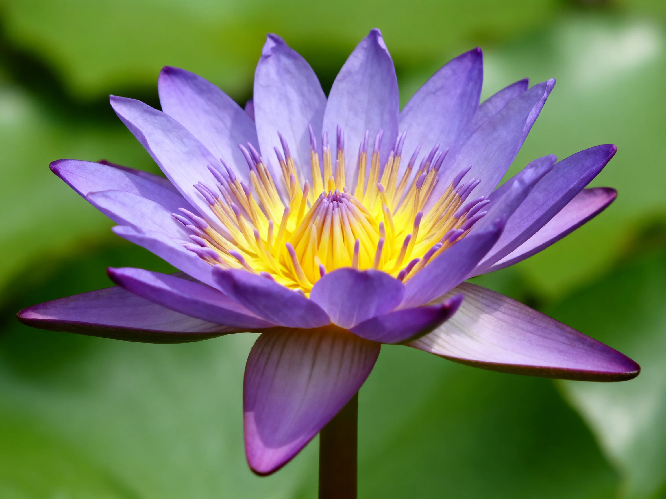 A vibrant purple water lily with a bright yellow center