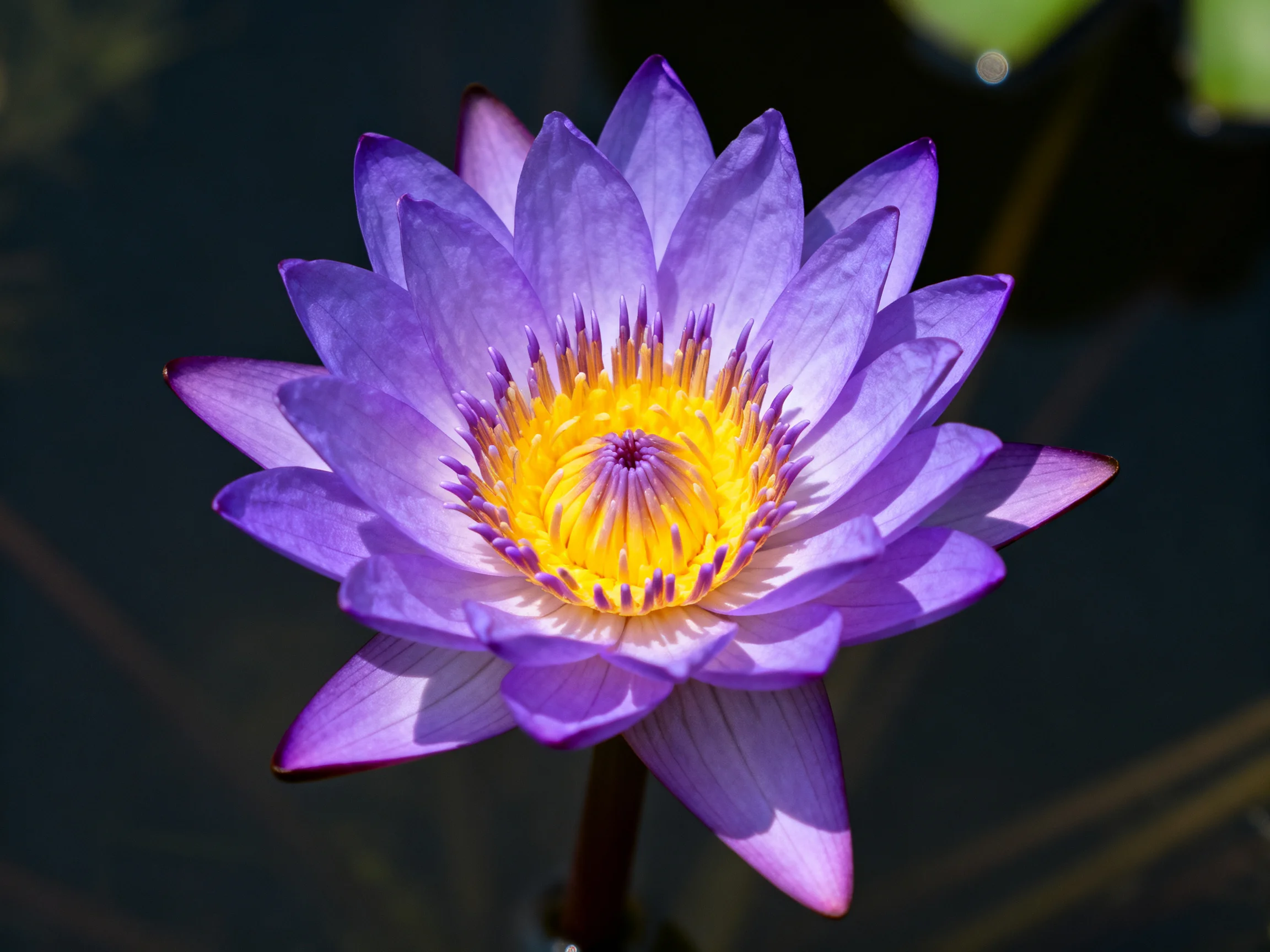 A vibrant purple water lily with a bright yellow central core