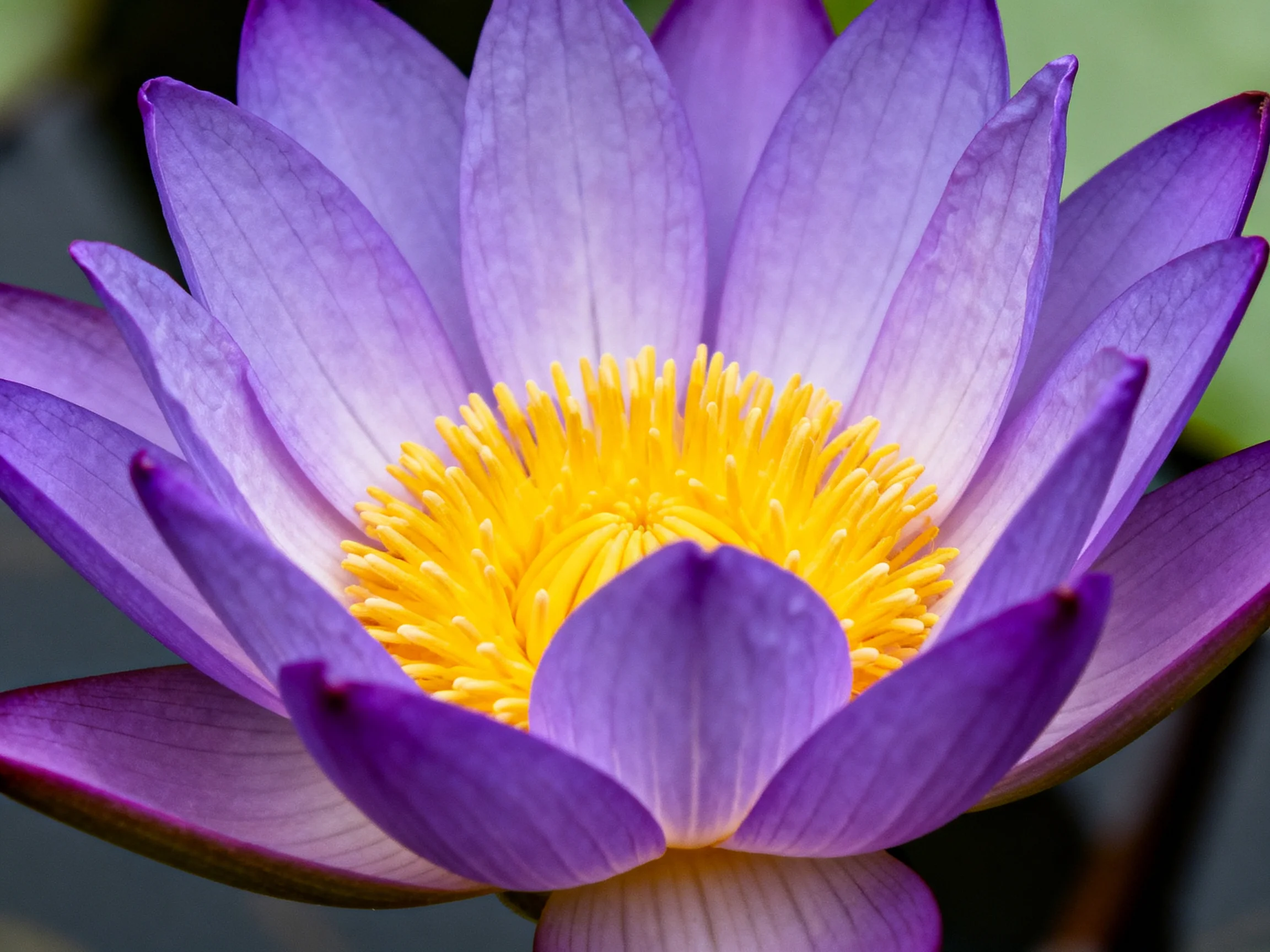 A vibrant purple water lily with a bright yellow central core
