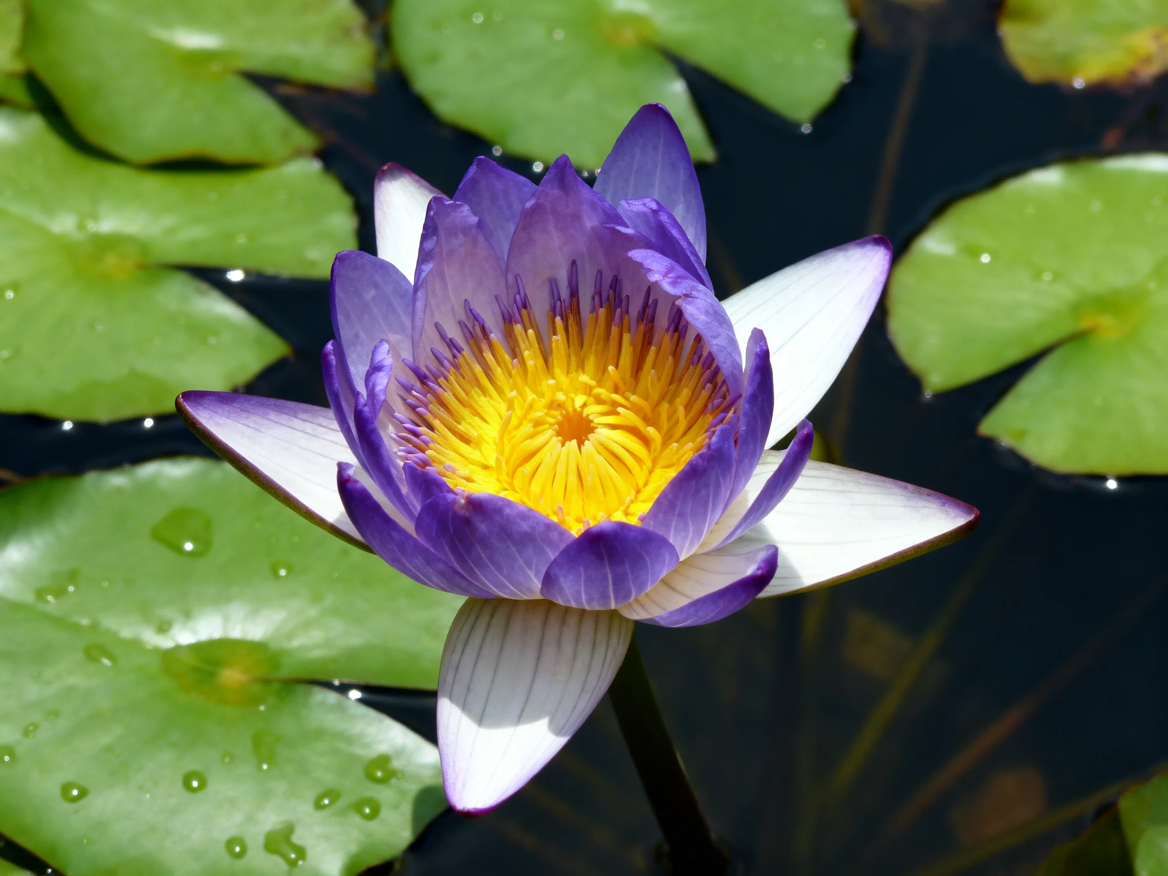A vibrant purple water lily with yellow center amid glossy green lily pads