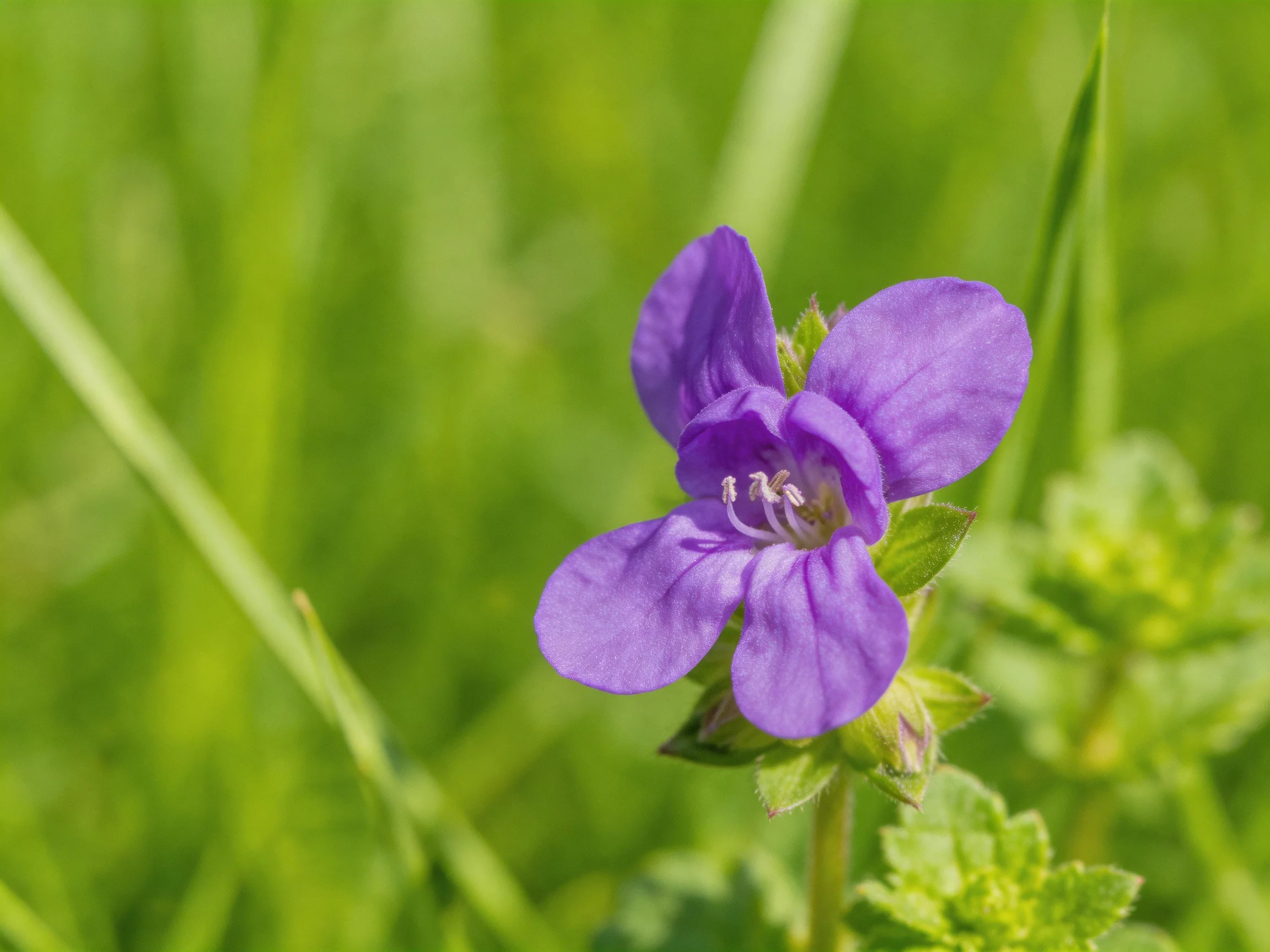 A vibrant purple wildflower blooms amidst lush green grass