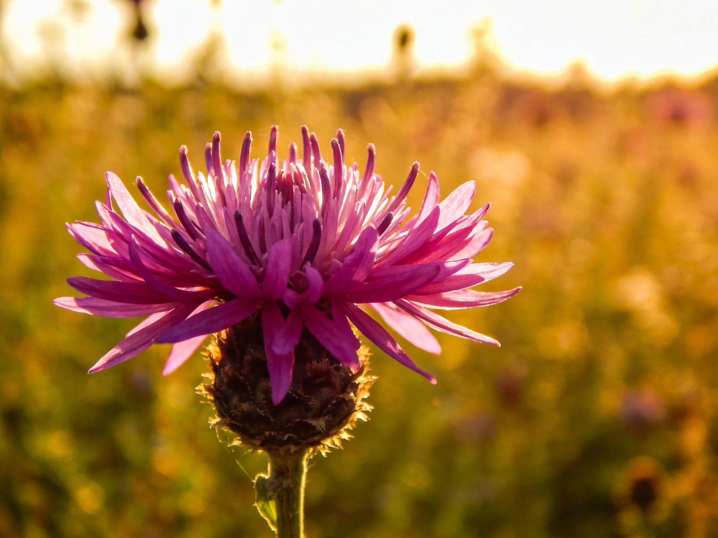 A vibrant purple wildflower blooms in a sunlit golden meadow