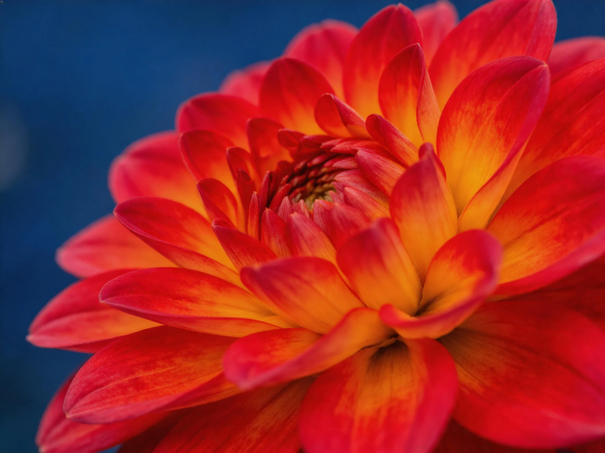 A vibrant red and orange dahlia with layered petals against a blue backdrop