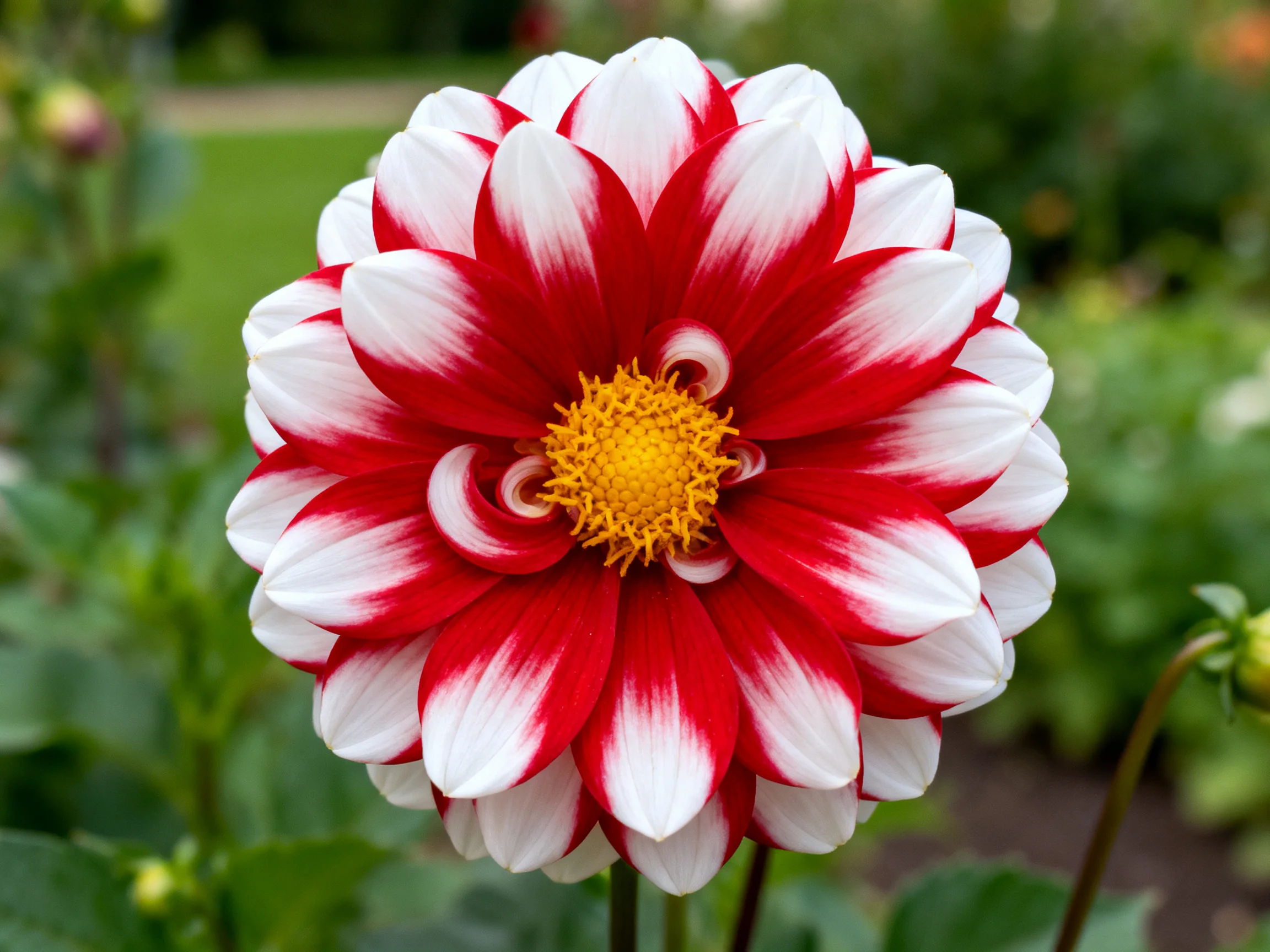 A vibrant red and white dahlia with a golden center