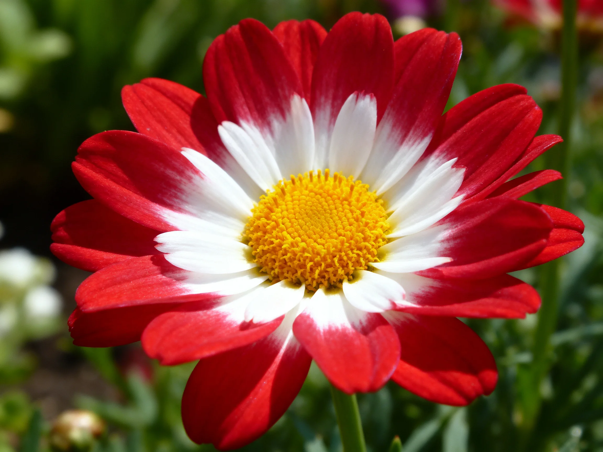 A vibrant red-and-white daisy with a golden center