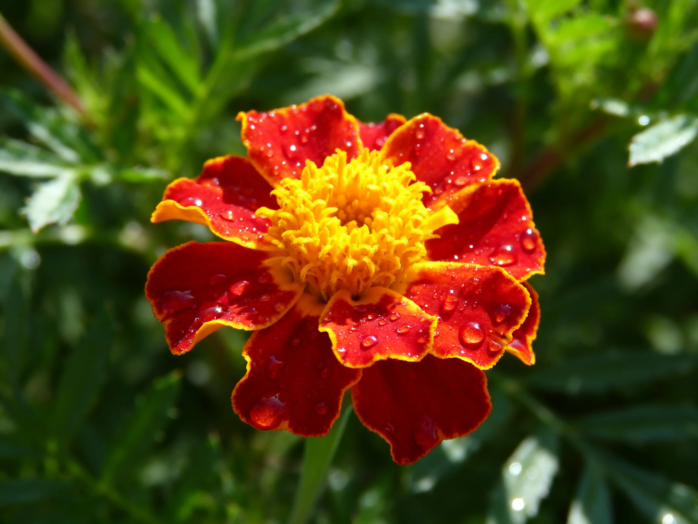A vibrant red and yellow marigold flower with water droplets
