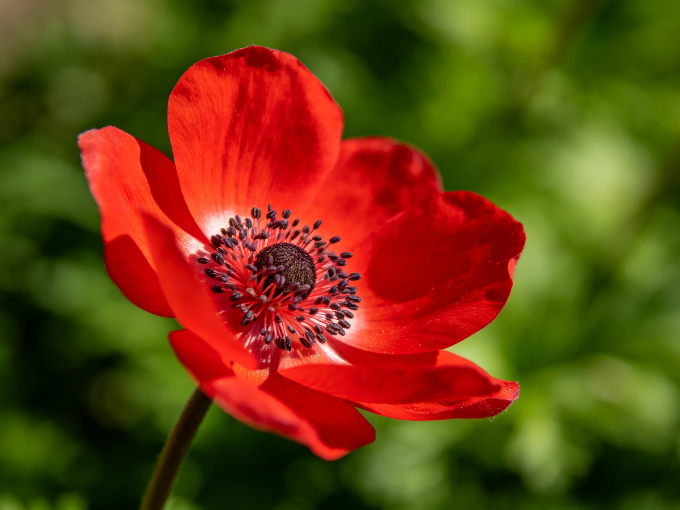 A vibrant red anemone flower with dark central stamens against green backdrop