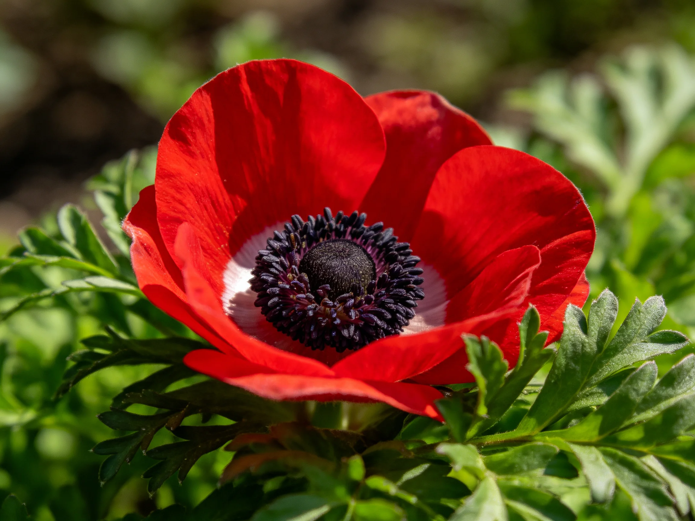 A vibrant red anemone with dark center surrounded by green foliage