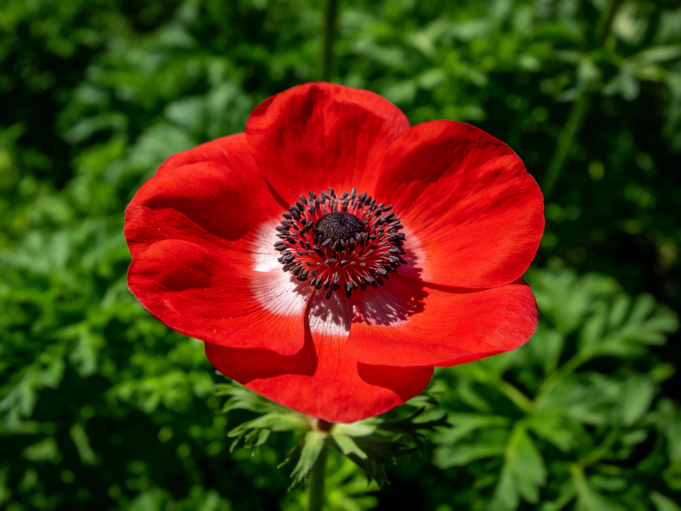 A vibrant red anemone with white center set against green foliage
