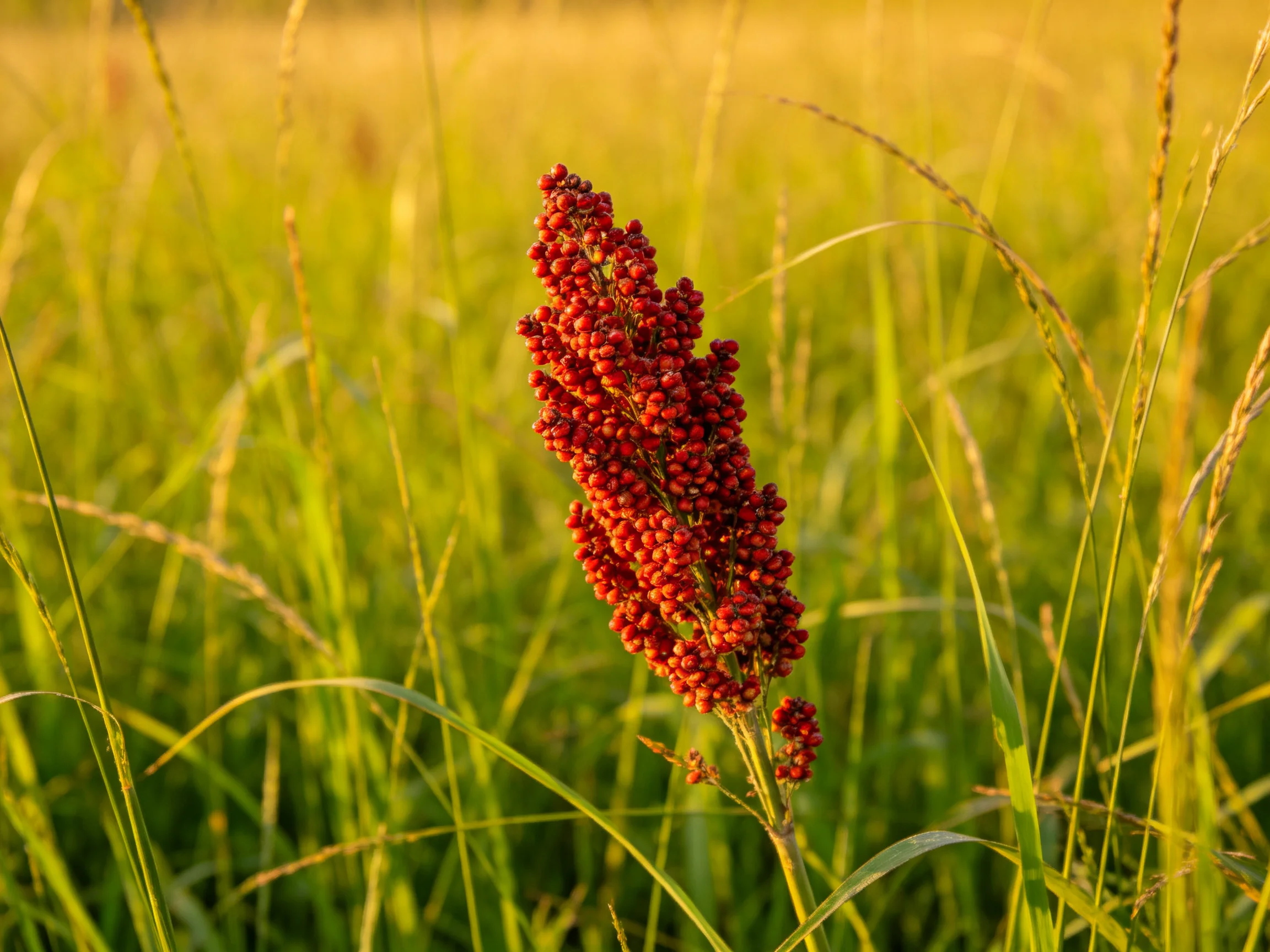 A vibrant red berry cluster amid tall golden-green grasses