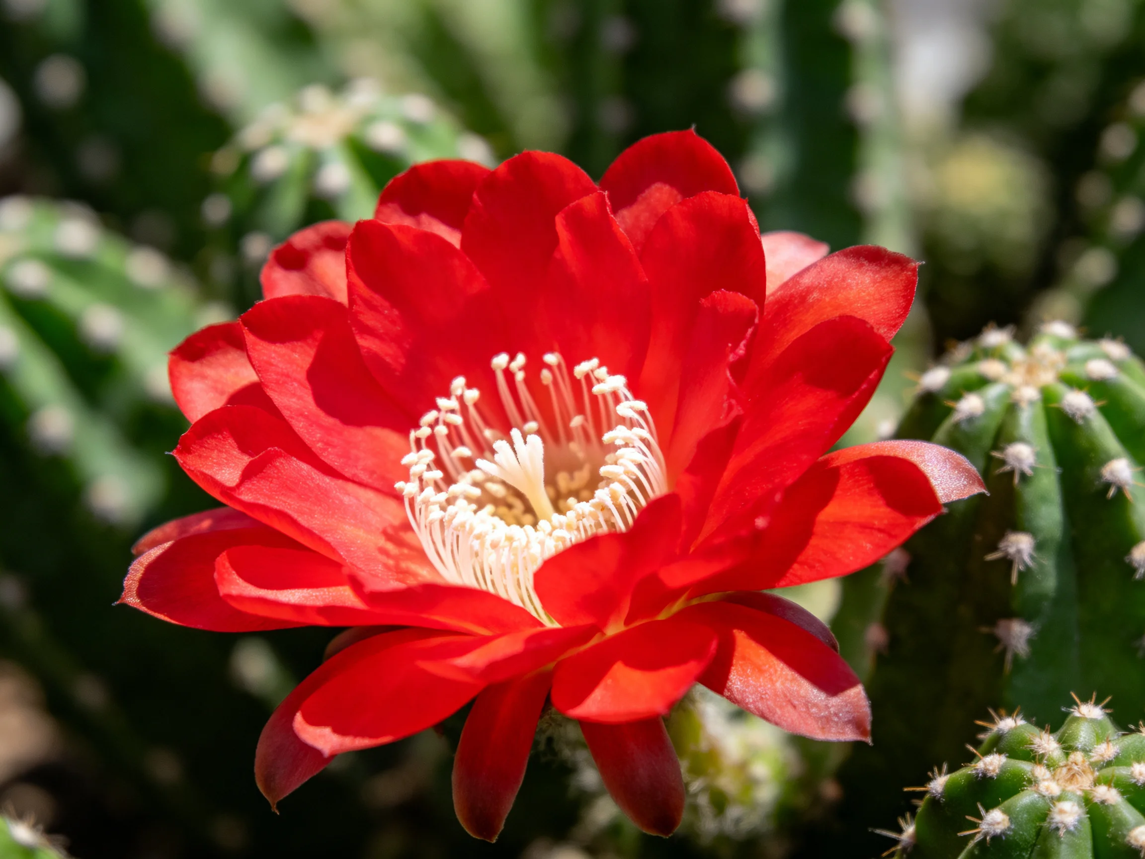 A vibrant red cactus flower blooms among green spiny pads