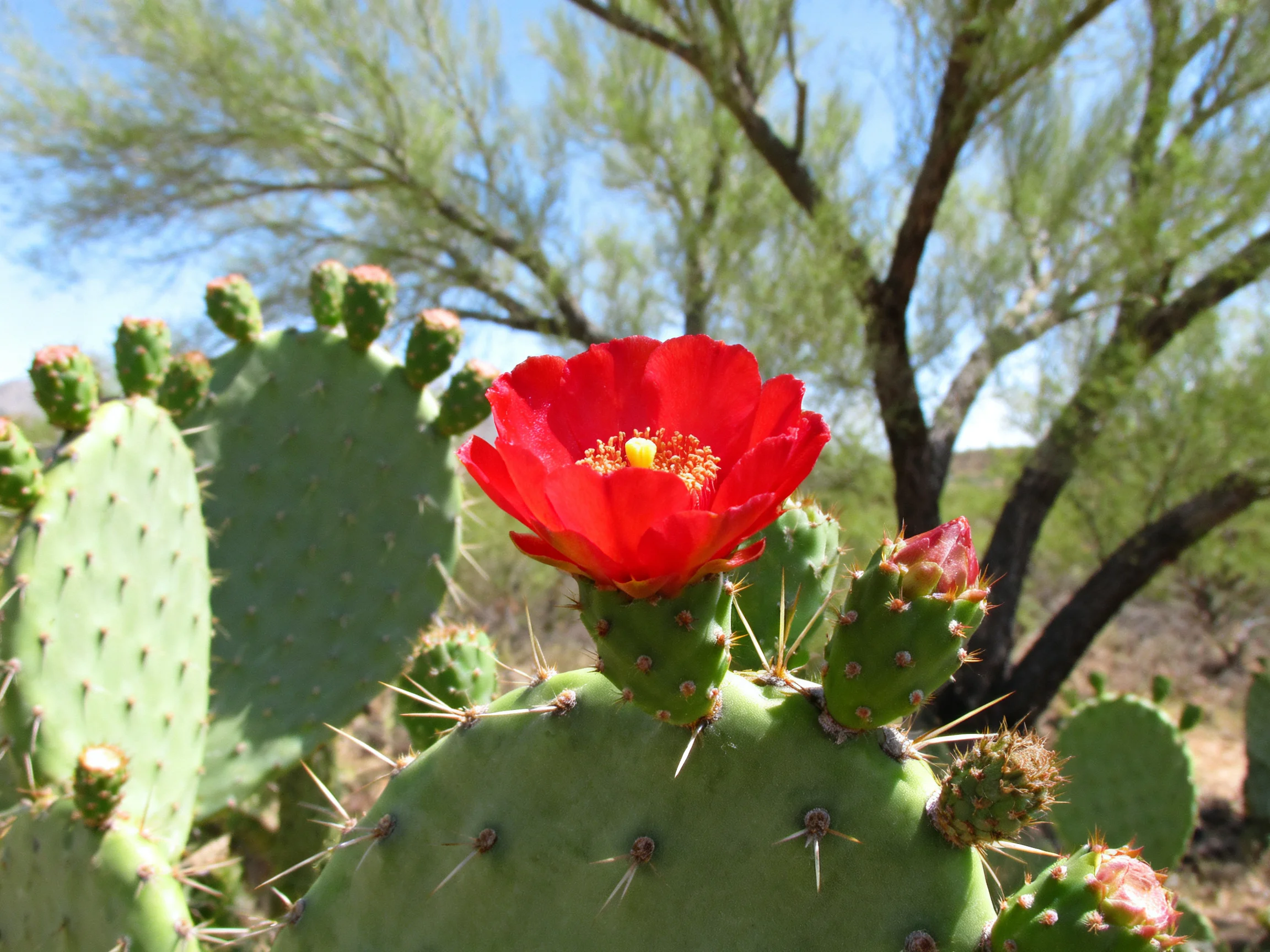 A red cactus flower blooms among green pads and spines in a sunny outdoor setting.