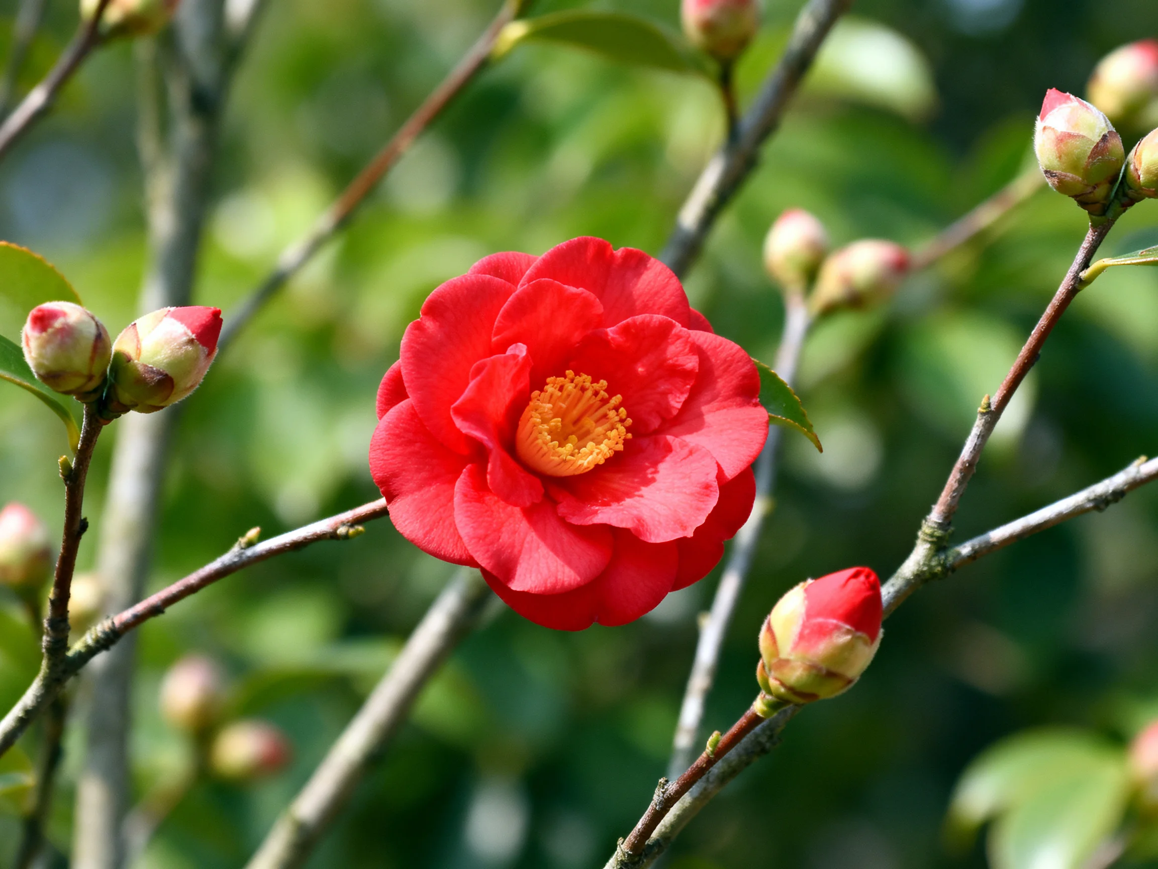 A vibrant red camellia blooms amid green buds and branches