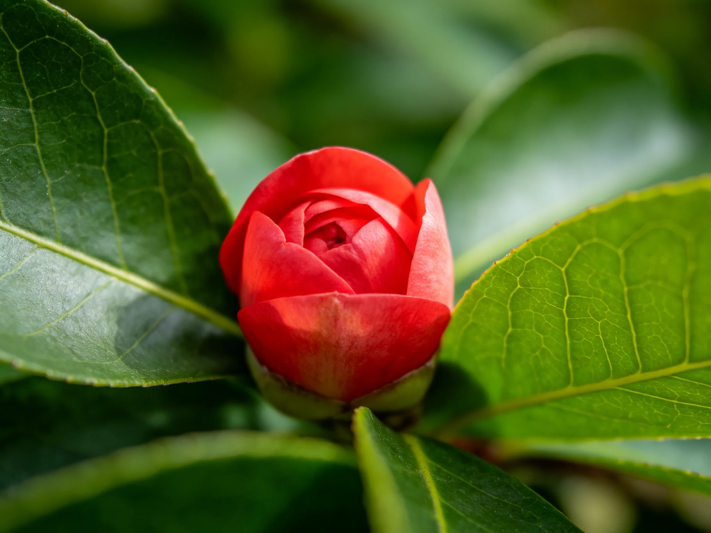 A vibrant red camellia bud nestled among glossy green leaves
