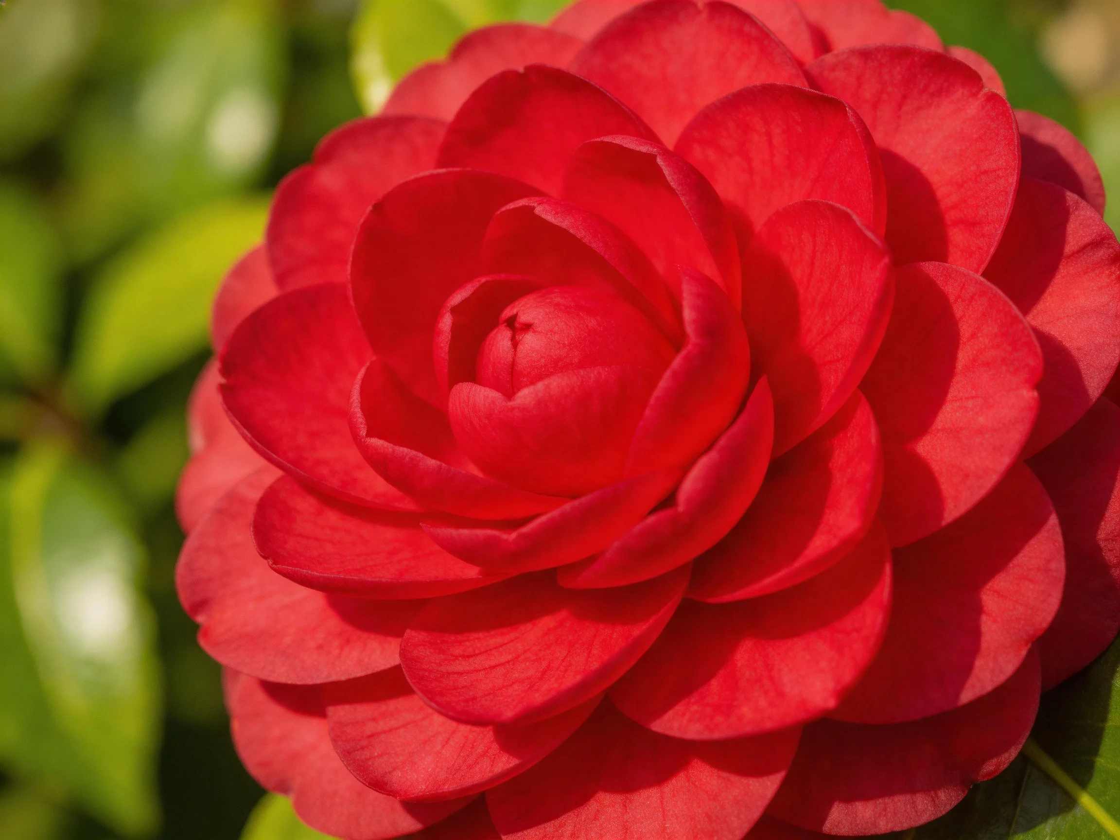 A vibrant red camellia with layered petals against green foliage