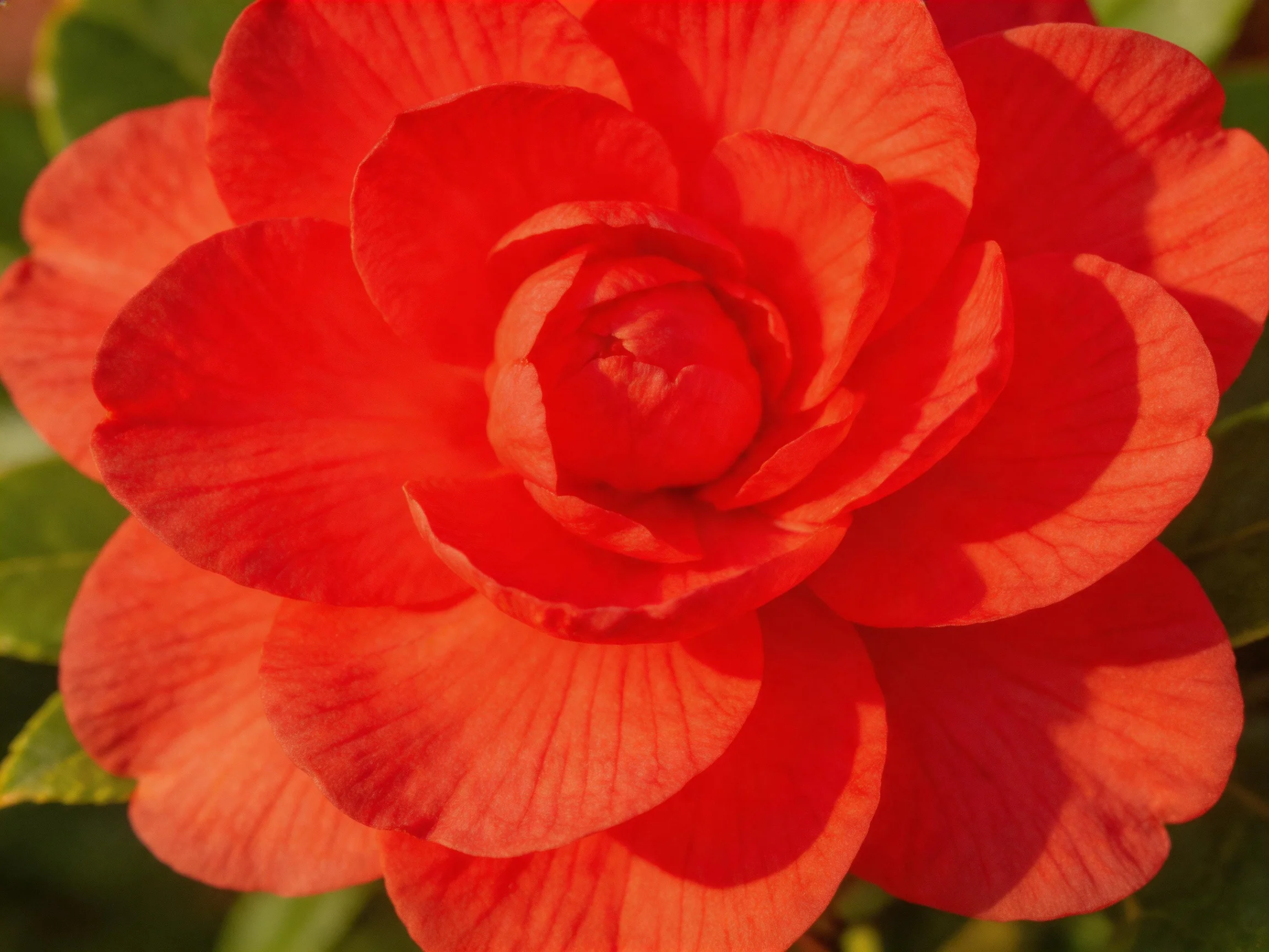 A vibrant red camellia with layered petals and green foliage