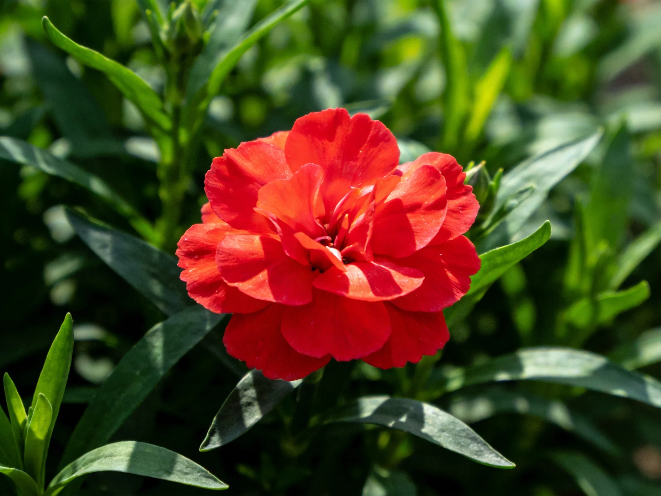A vibrant red carnation blooms amidst lush green foliage