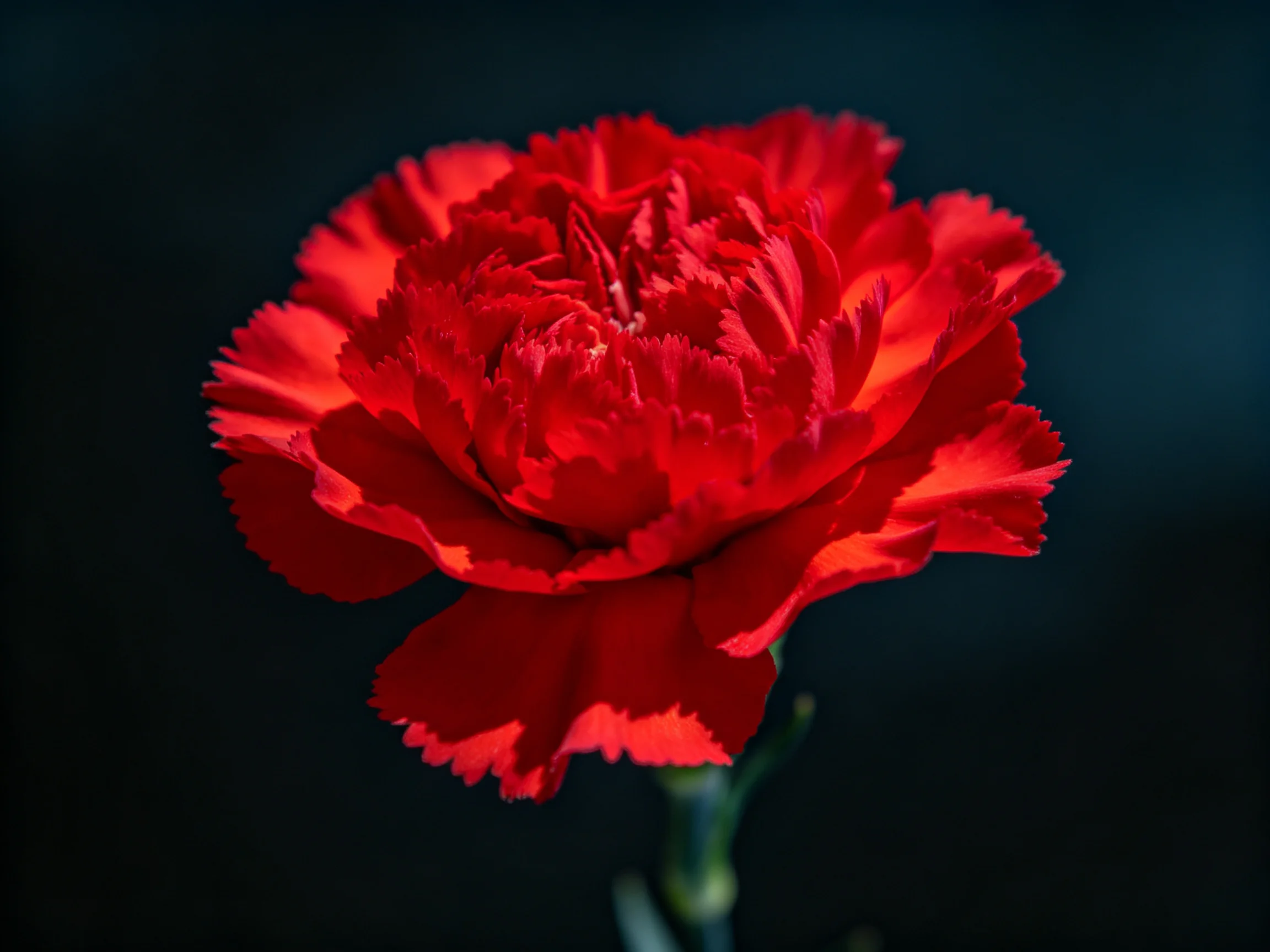 A vibrant red carnation with layered petals against a dark backdrop