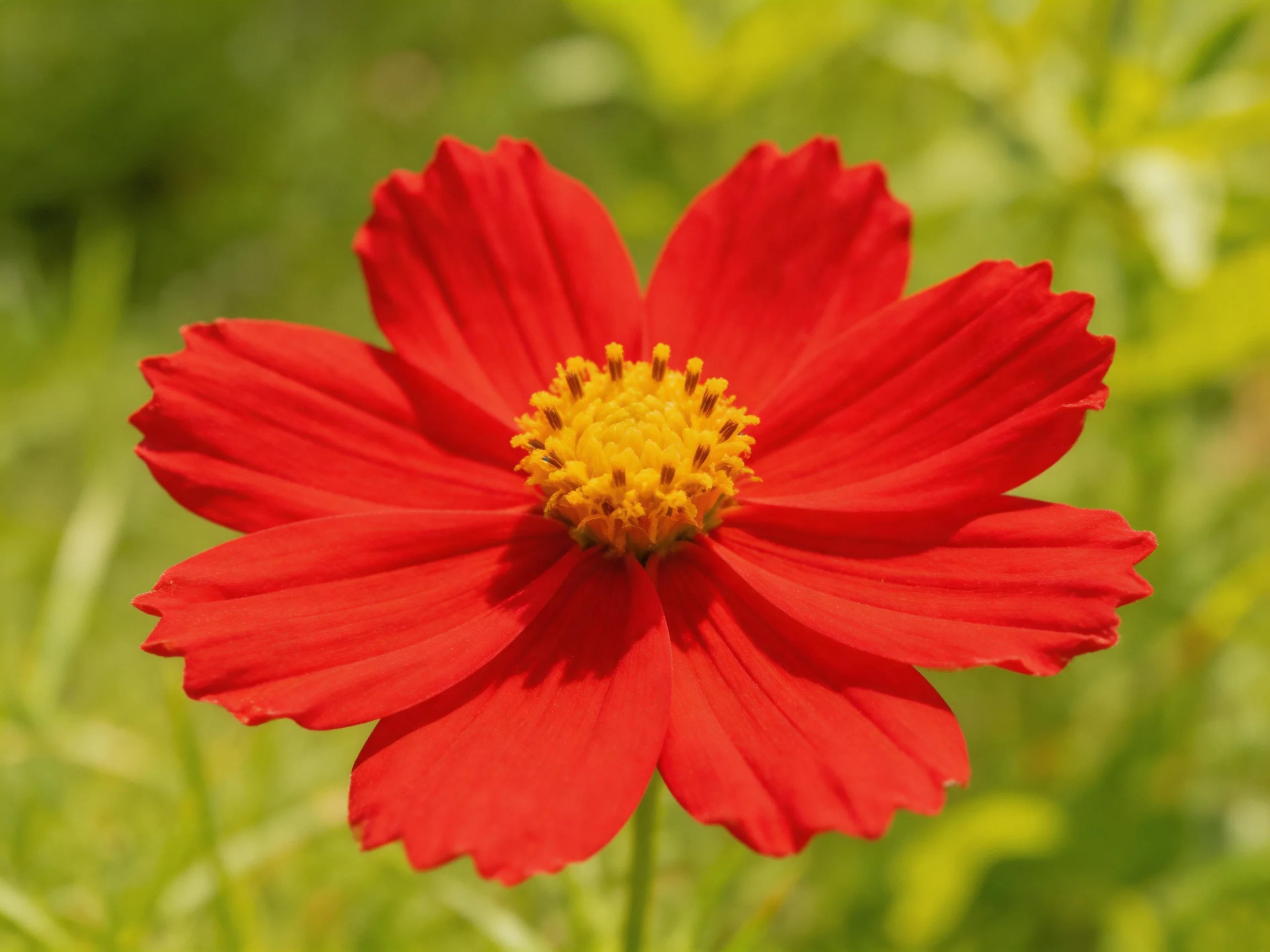 A vibrant red cosmos flower with a golden-yellow center