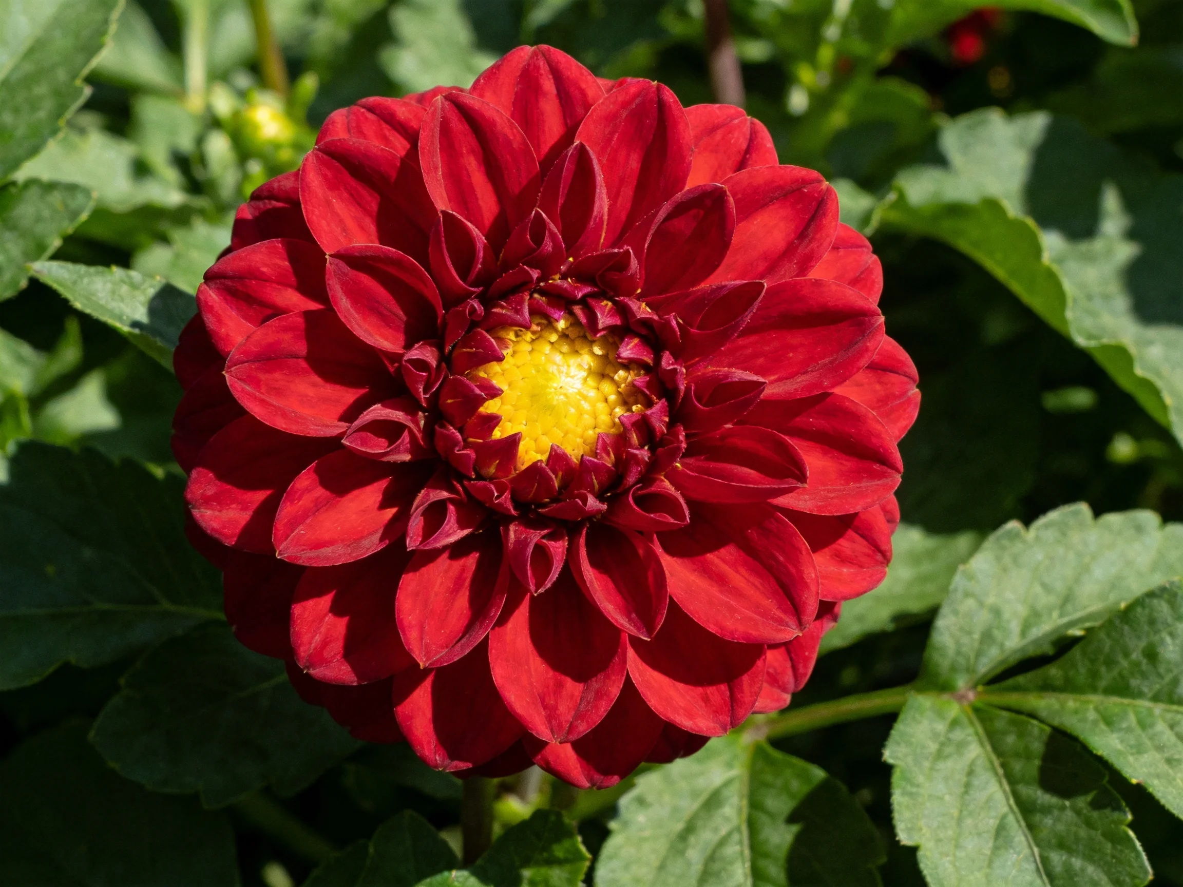 A vibrant red dahlia with a golden center amid lush green foliage