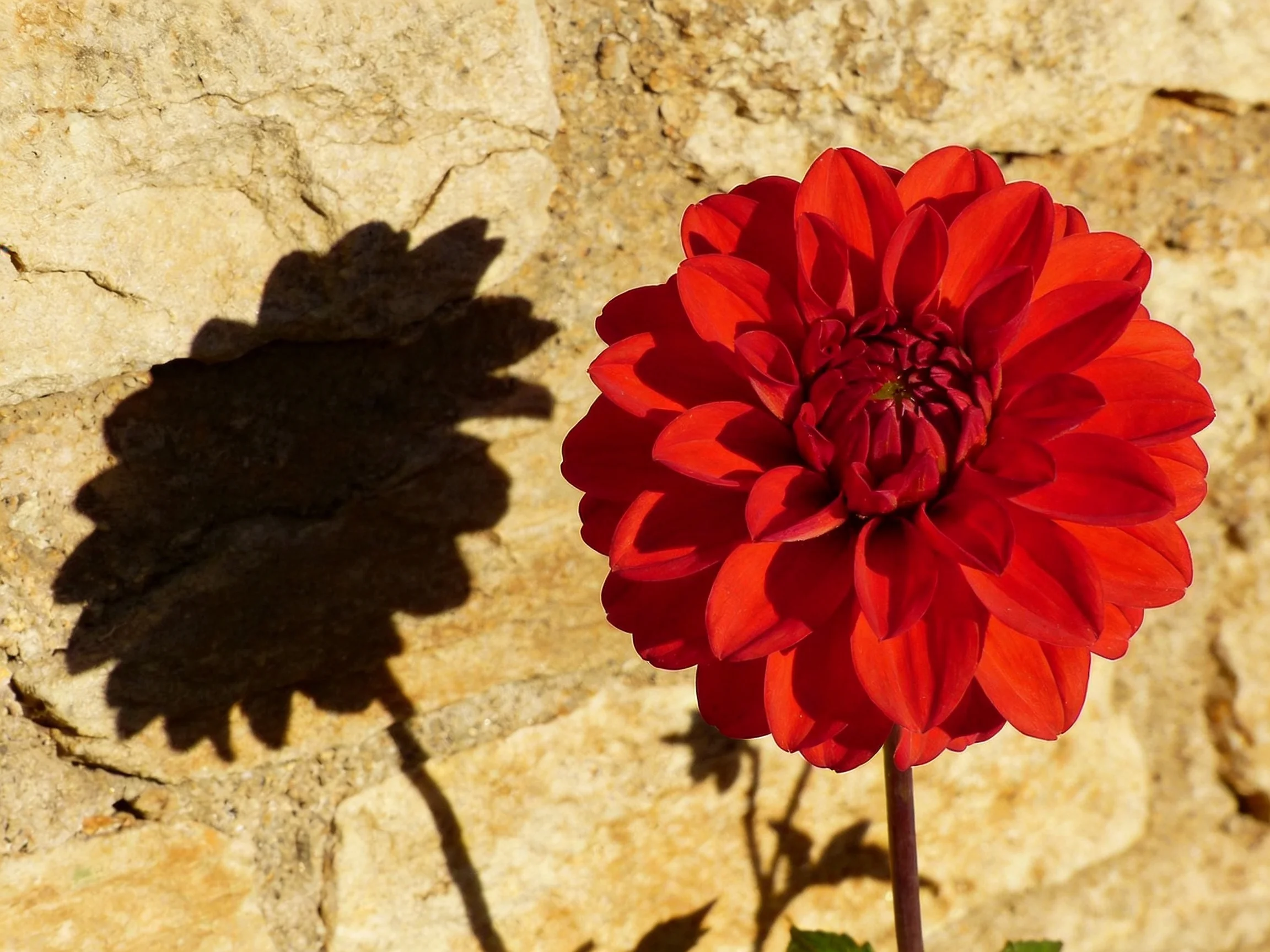 A vibrant red dahlia with its shadow on a textured stone wall