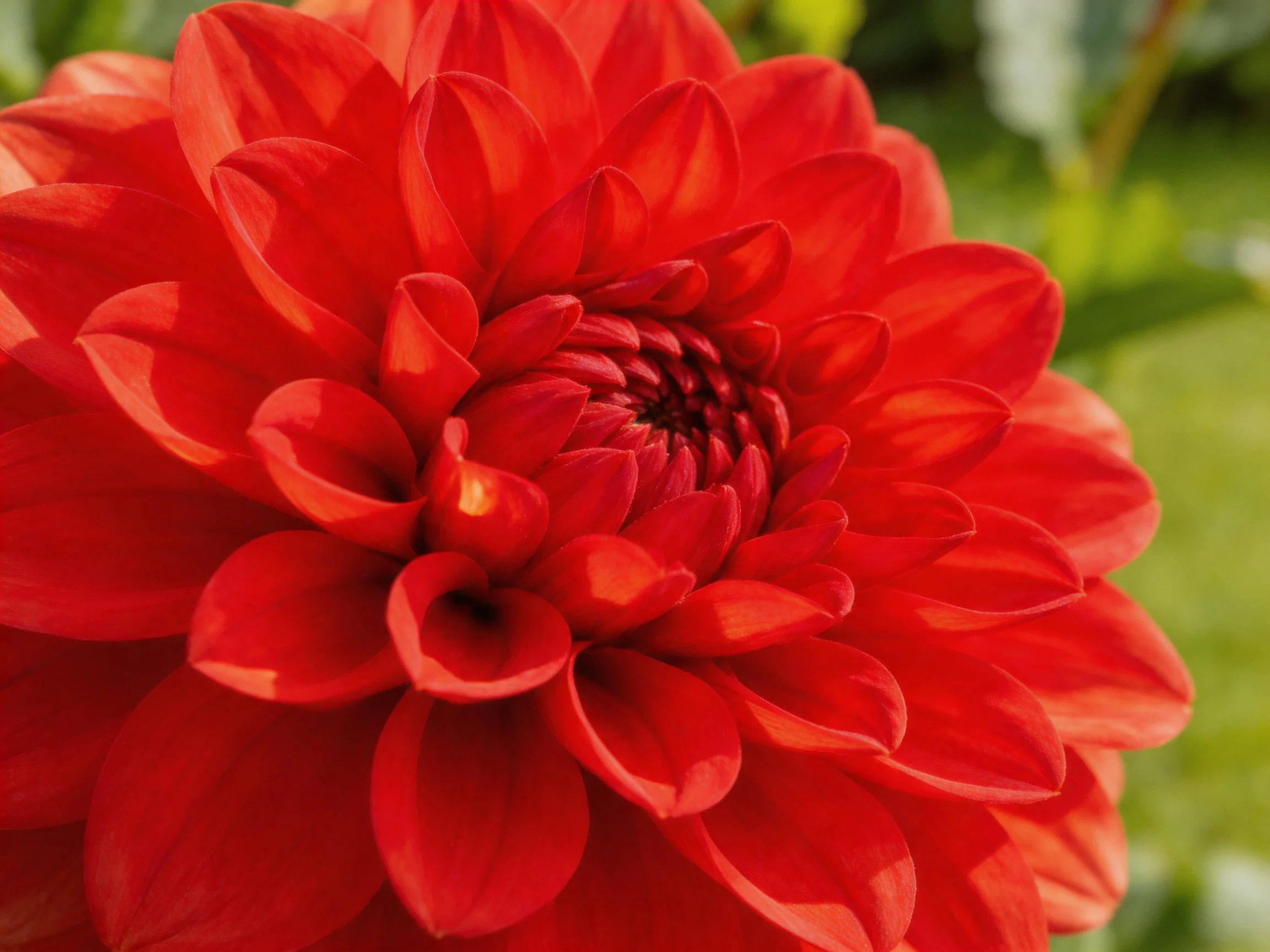 A vibrant red dahlia with layered petals