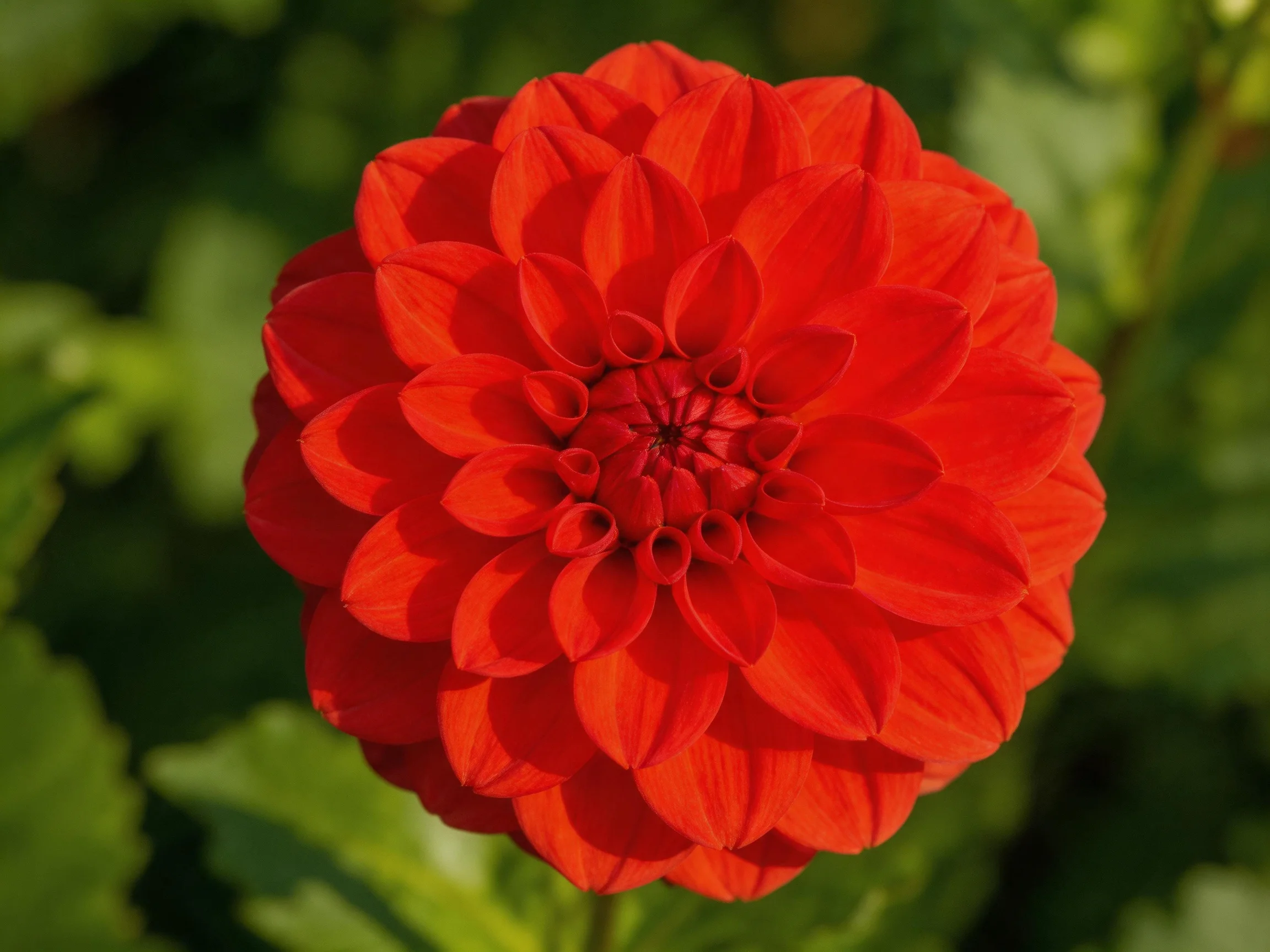 A vibrant red dahlia with layered petals set against green foliage