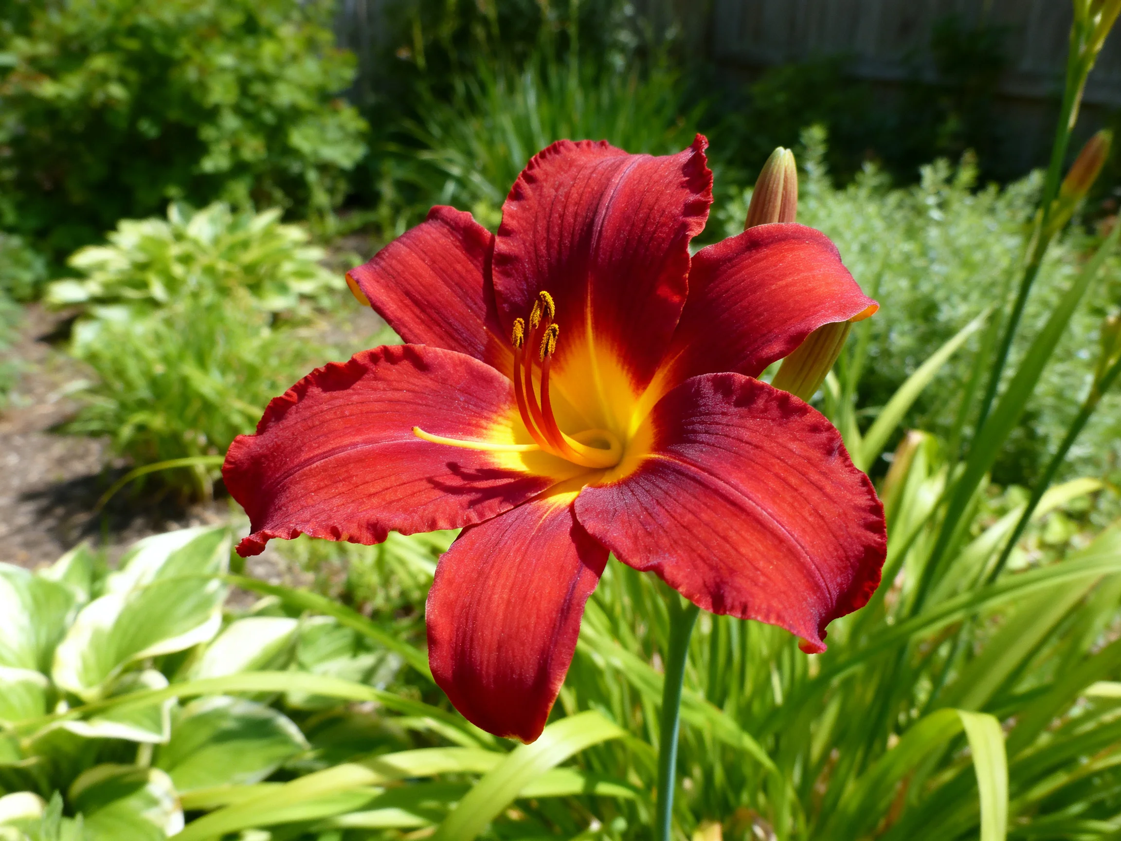 A vibrant red daylily with a golden-yellow center blooms in a lush garden