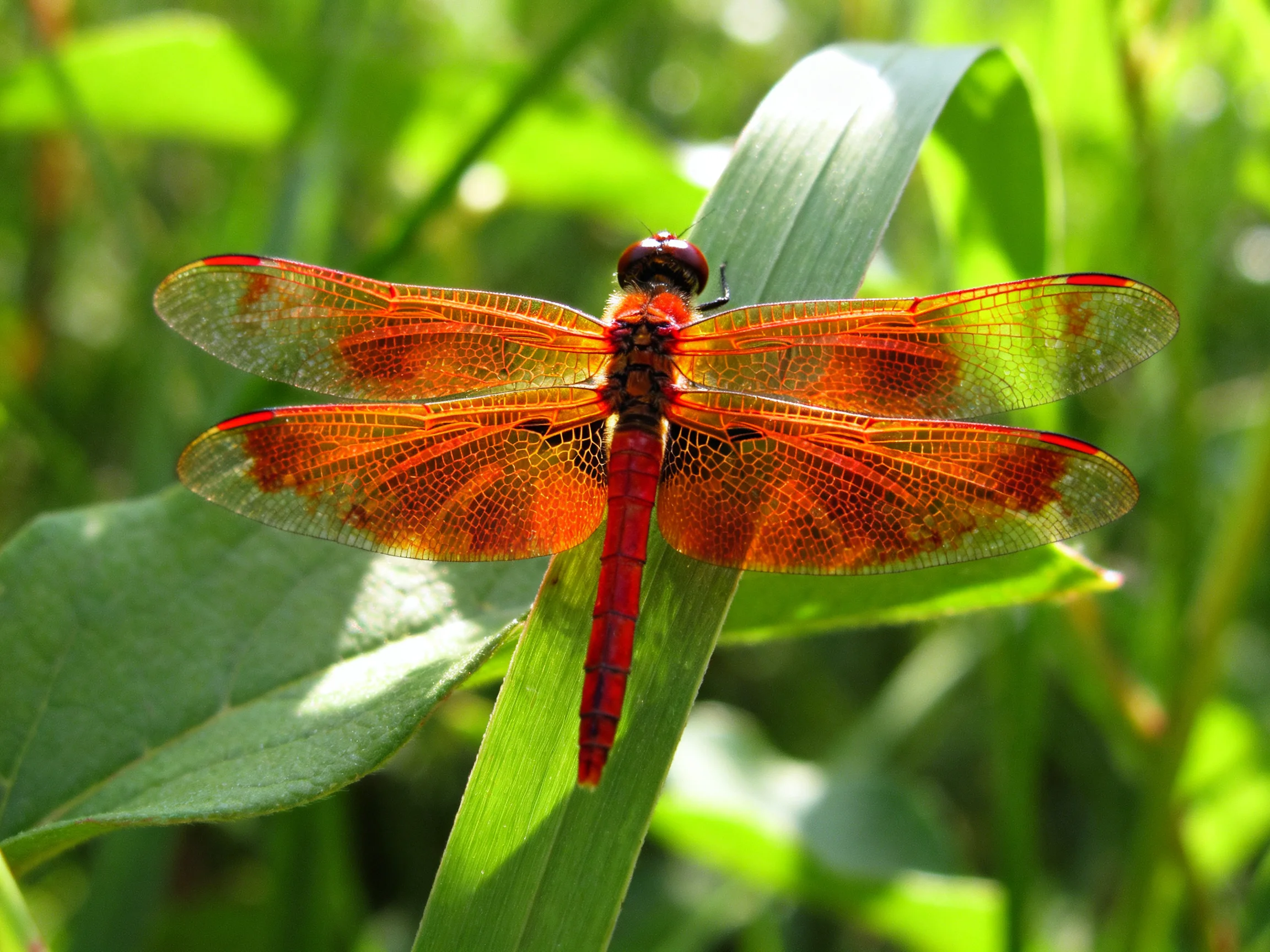 A vibrant red dragonfly perched on a green leaf