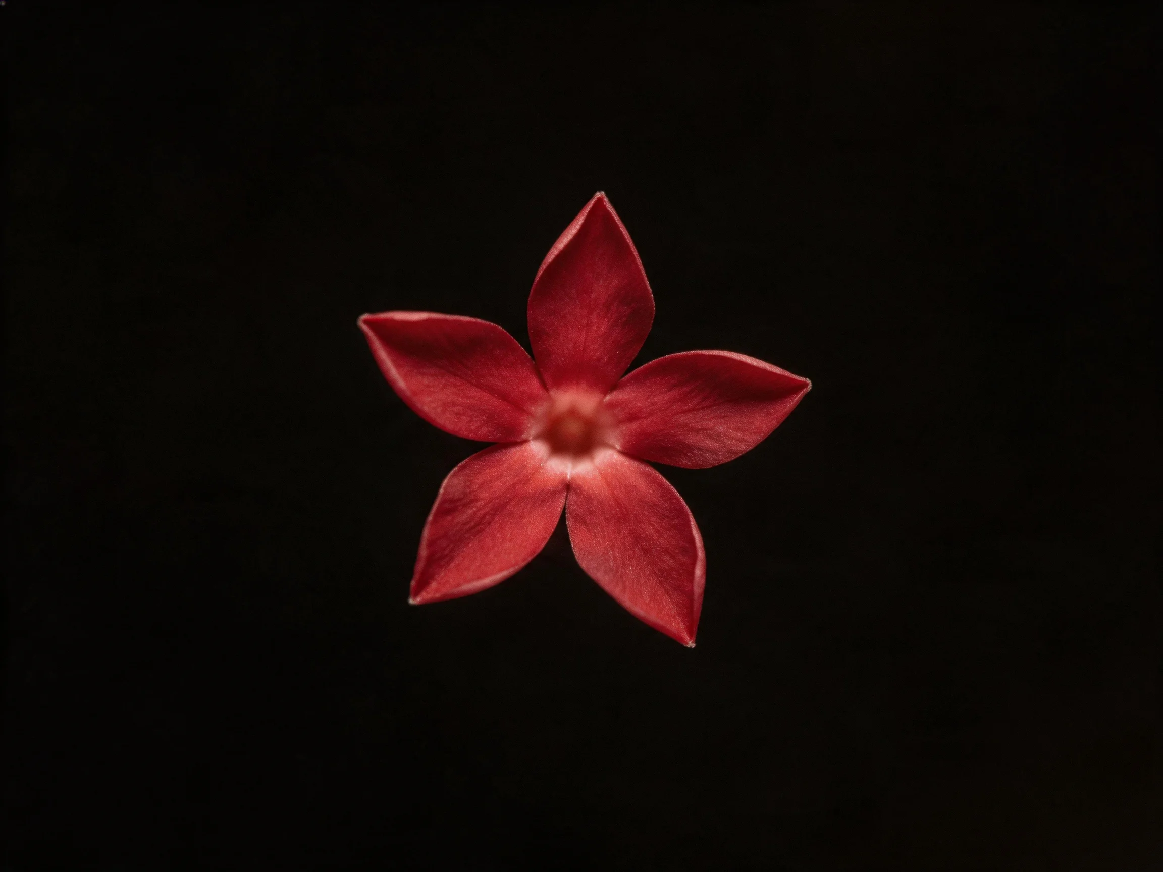 A vibrant red five-petaled flower centered on a dark backdrop