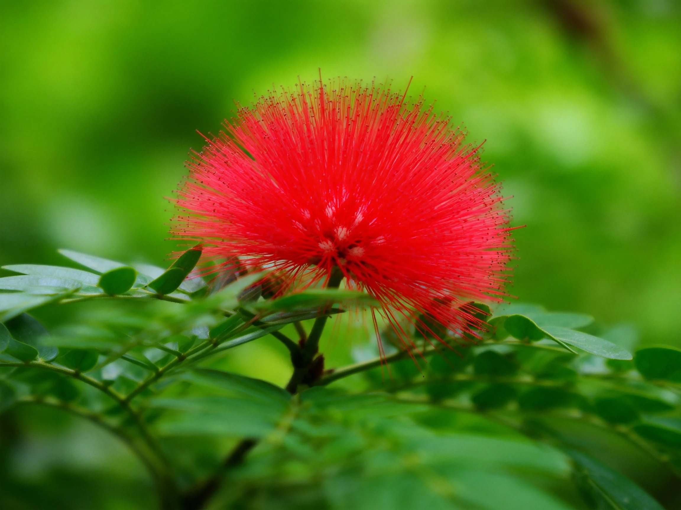 A vibrant red flower blooms among dense green foliage