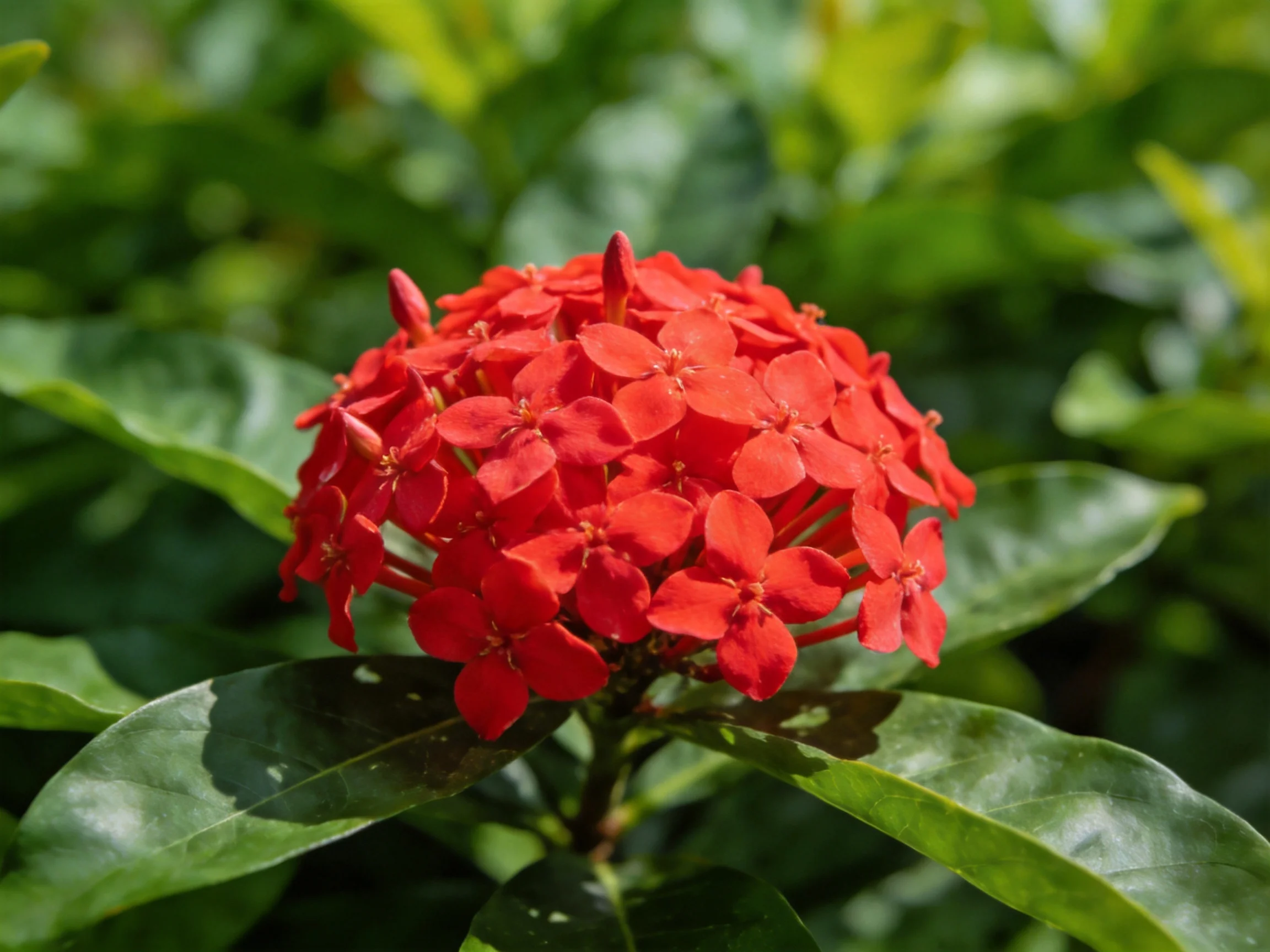 A vibrant red flower cluster with glossy green leaves