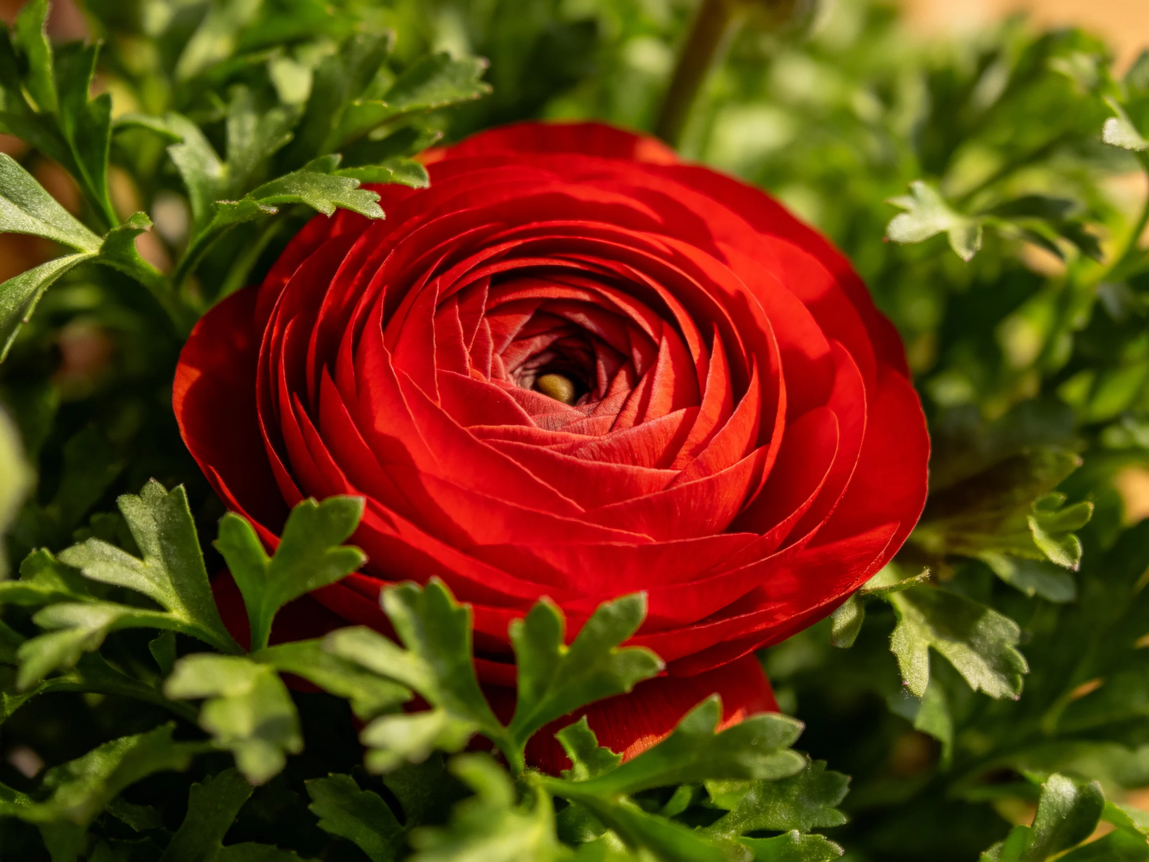 A vibrant red flower surrounded by lush green foliage