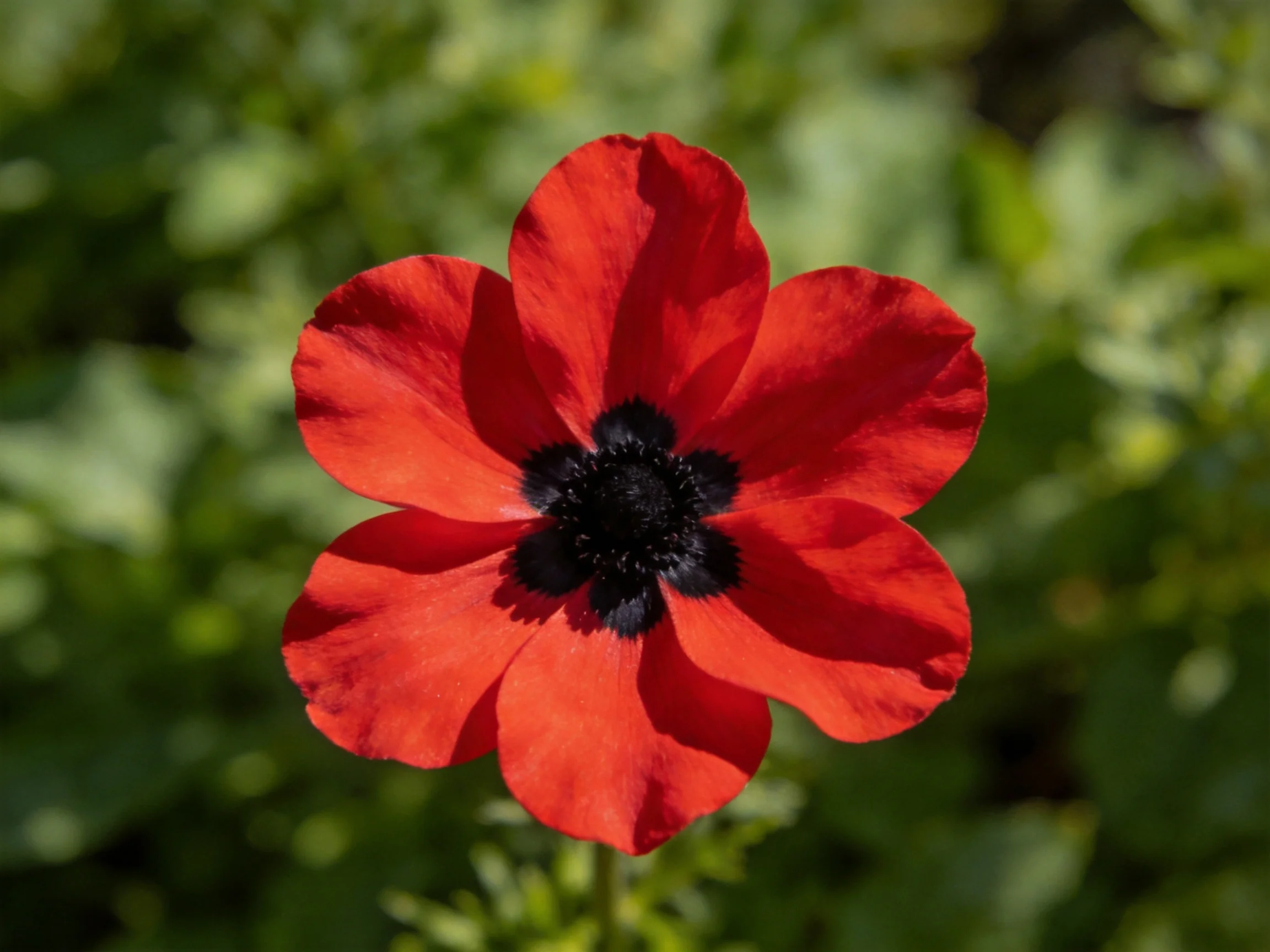 A vibrant red flower with a deep black center amid lush greenery
