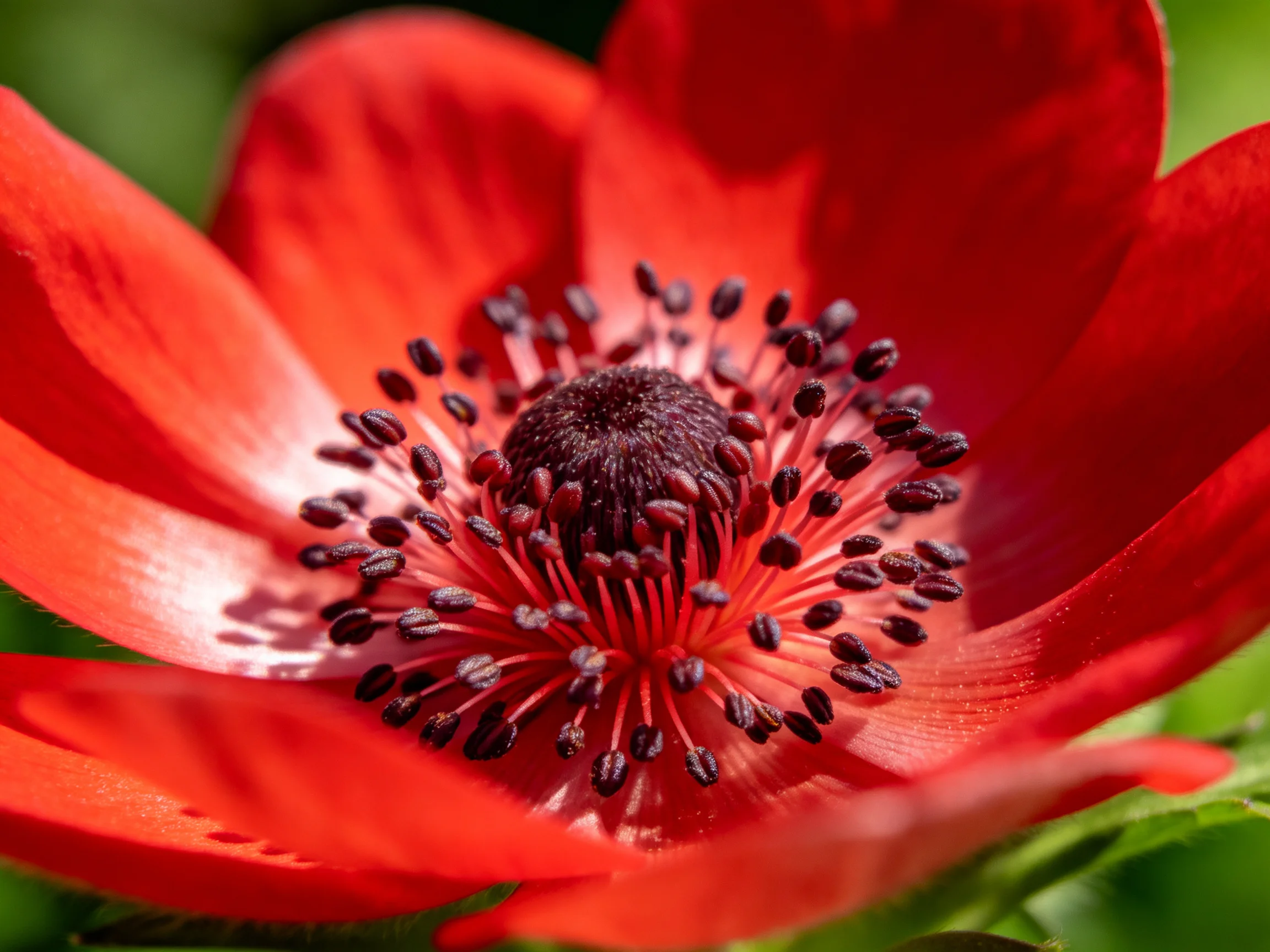 A vibrant red flower with dark central stamens and glossy petals