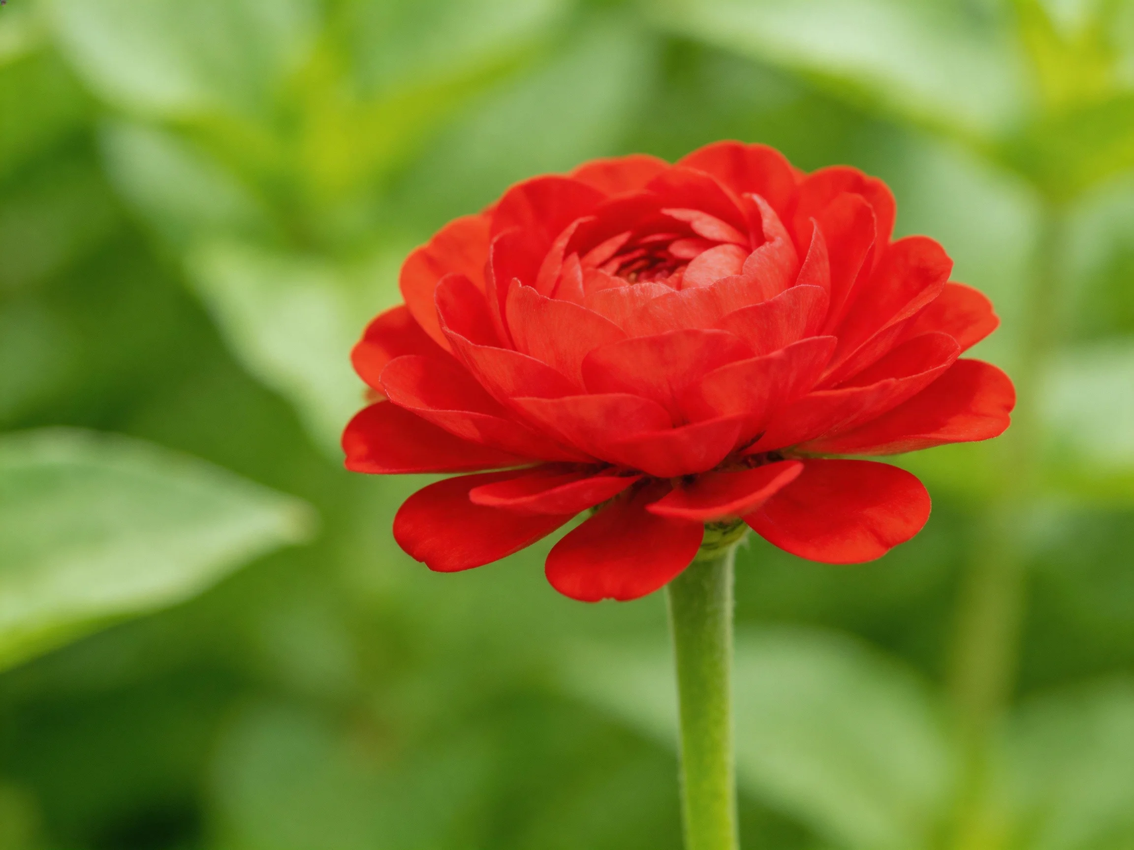 A vibrant red flower with layered petals against green foliage