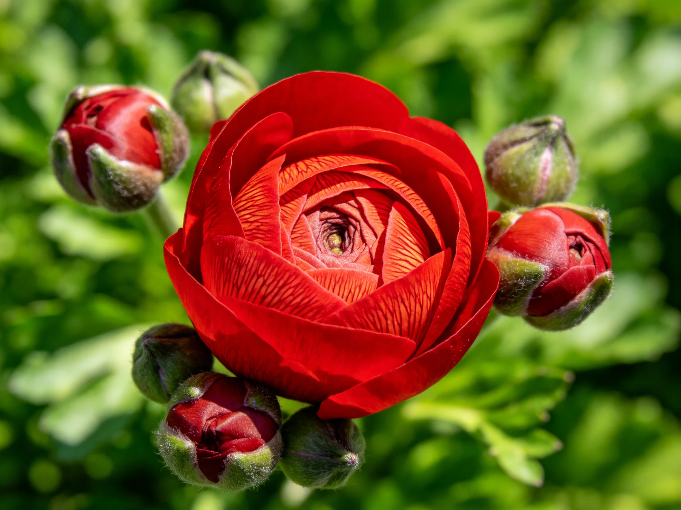 A vibrant red flower with unopened buds is highlighted in a sunlit garden.
