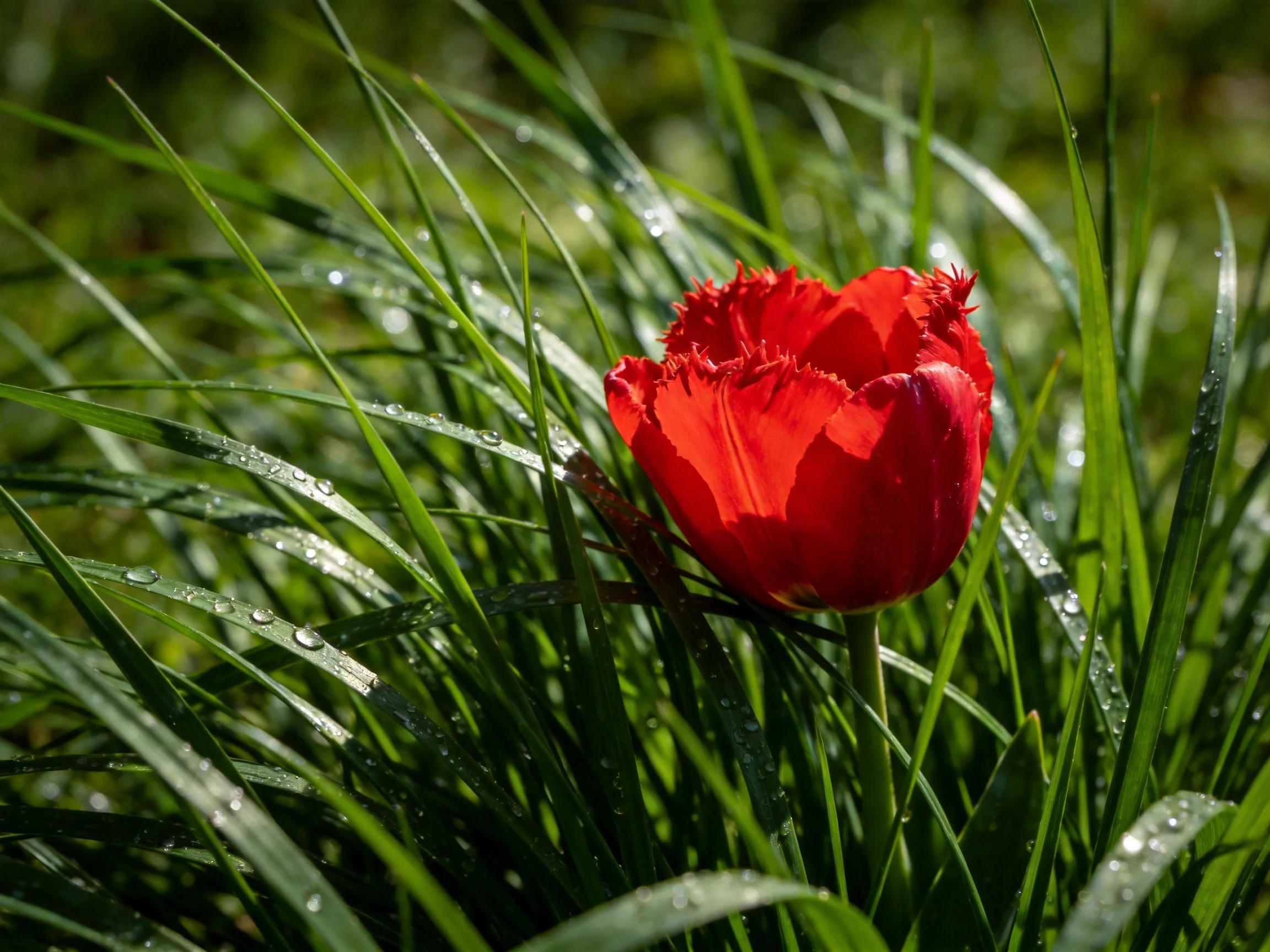 A vibrant red fringed tulip amid dewy green grass blades