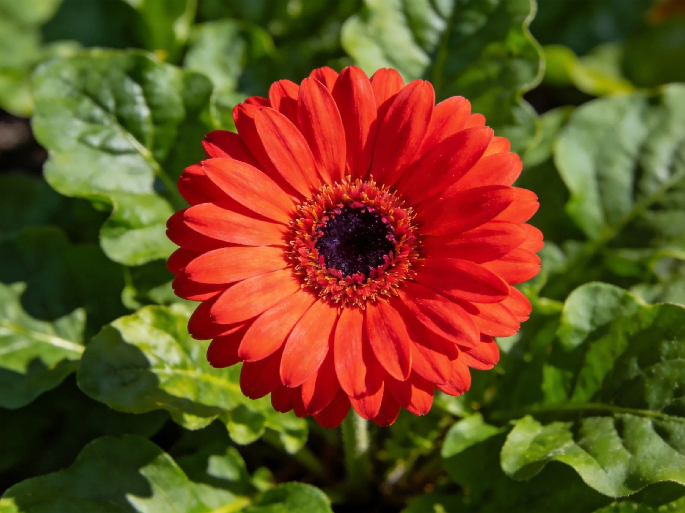A vibrant red gerbera daisy surrounded by lush green foliage