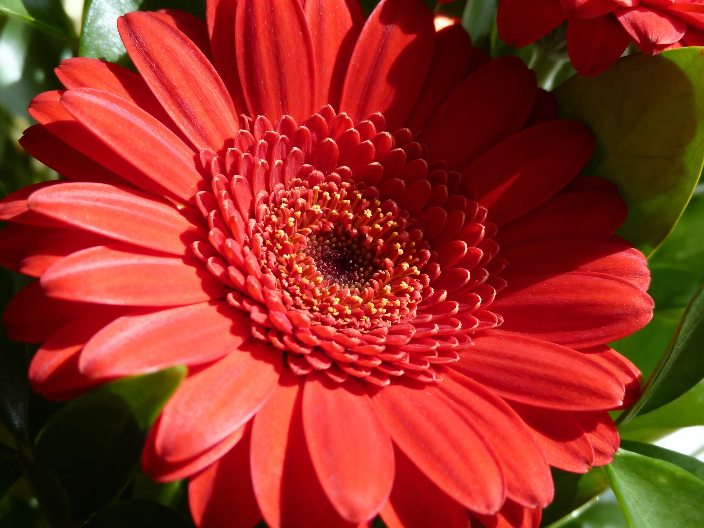 A vibrant red gerbera daisy with layered petals and green foliage