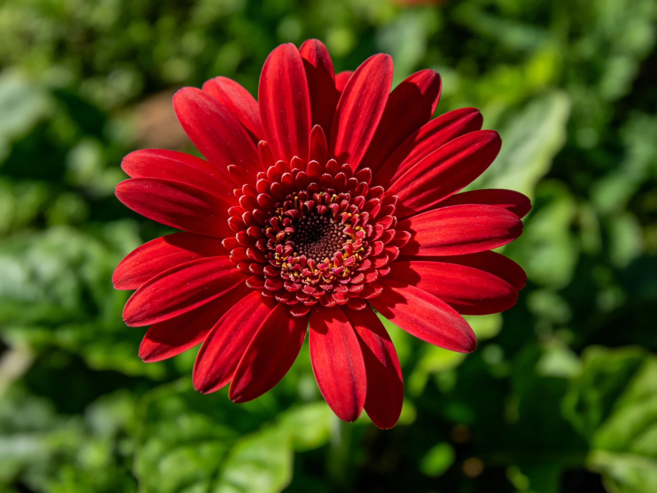 A vibrant red gerbera daisy with lush green backdrop