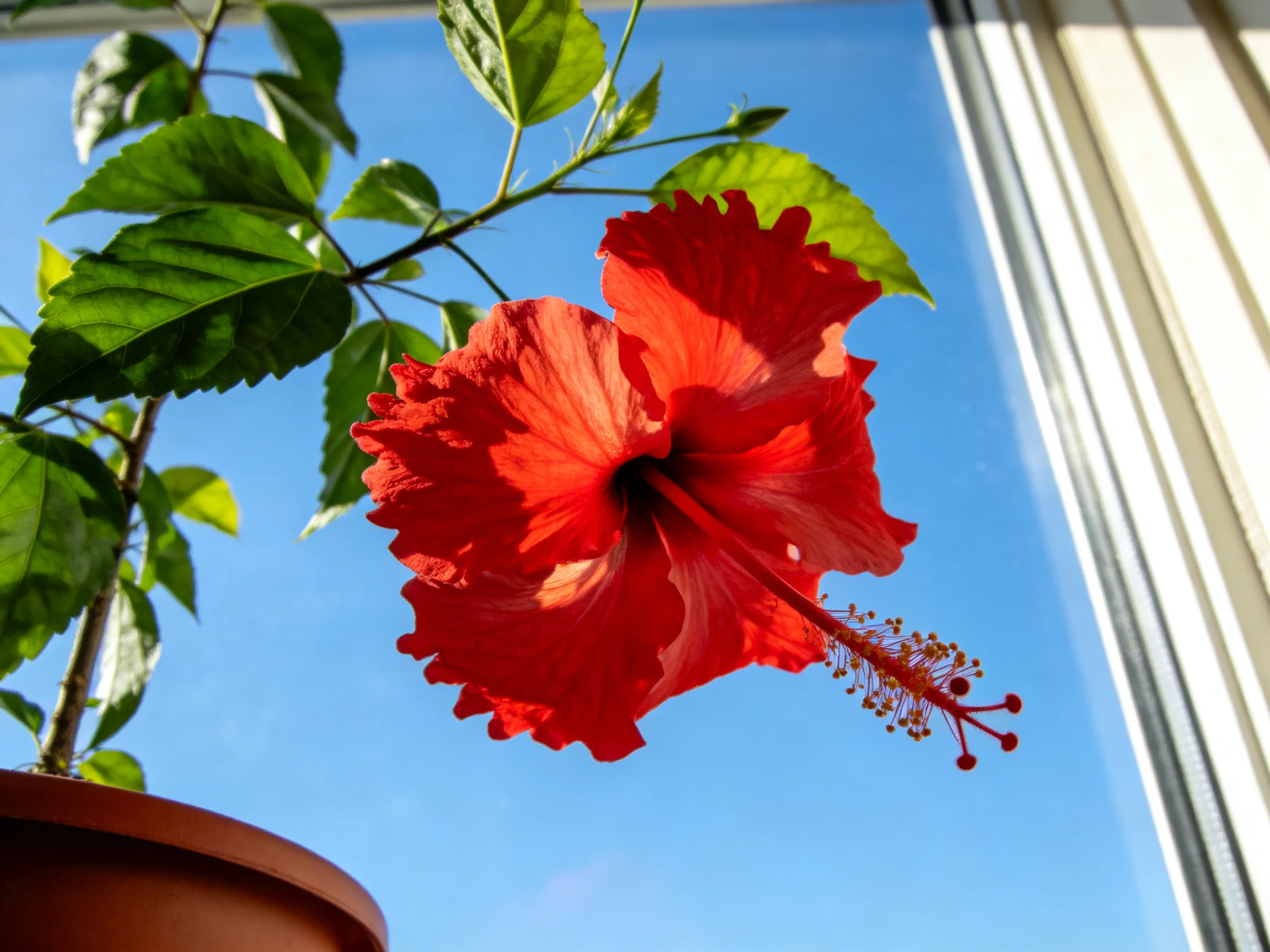 A vibrant red hibiscus blooms beside a bright blue sky by a window