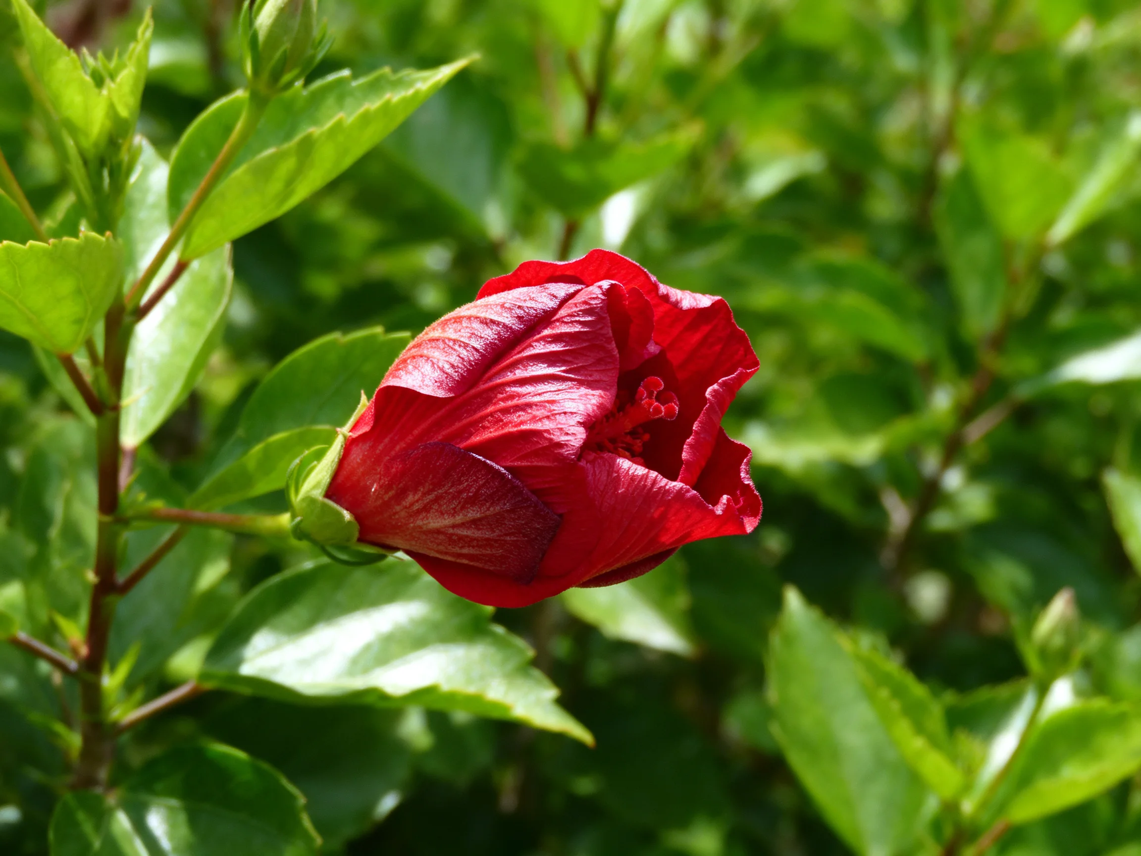 A vibrant red hibiscus bud amid lush green foliage